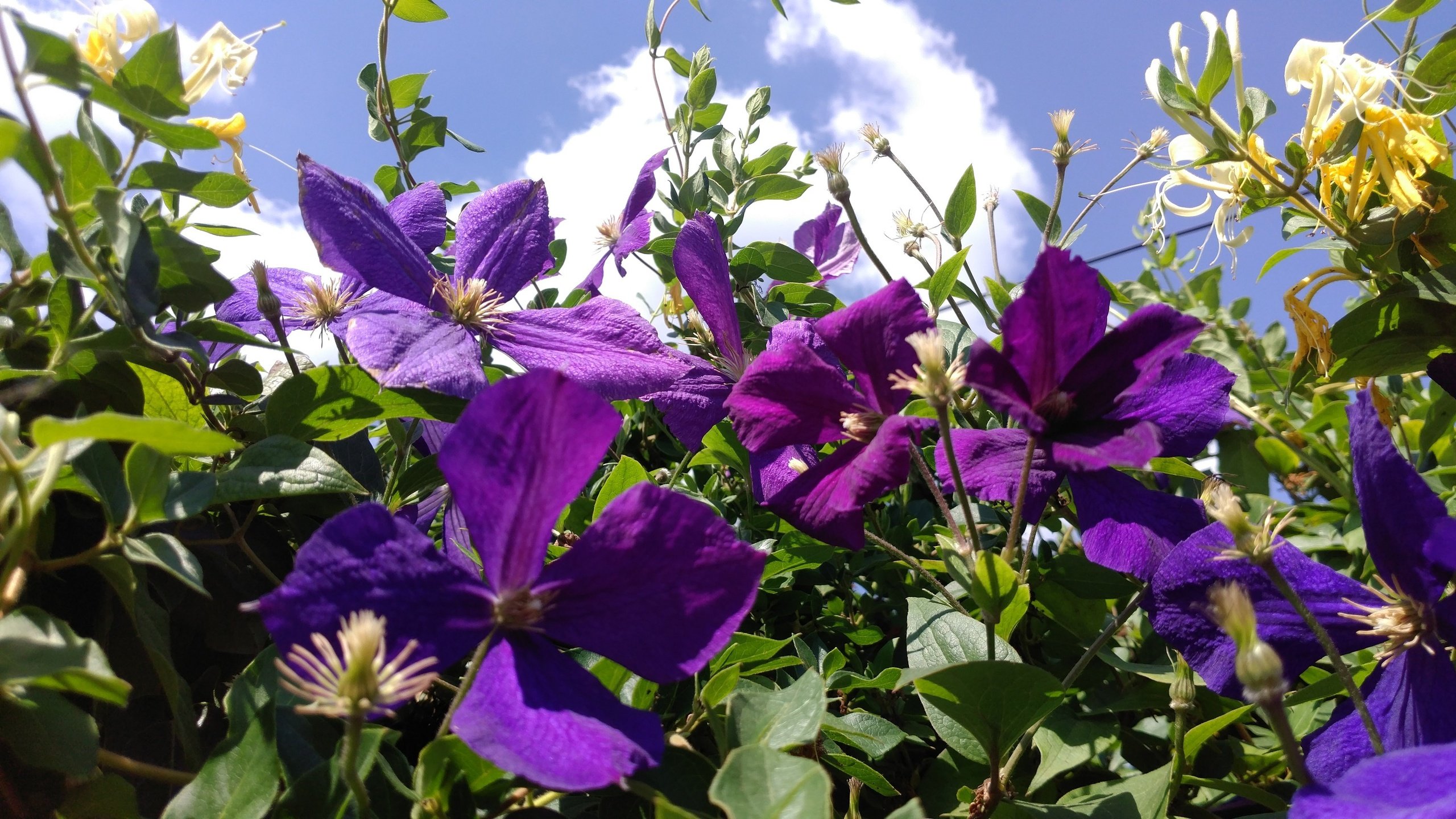 Обои небо, цветы, листья, лепестки, фиолетовые, клематис, ломонос, the sky, flowers, leaves, petals, purple, clematis разрешение 3000x1687 Загрузить