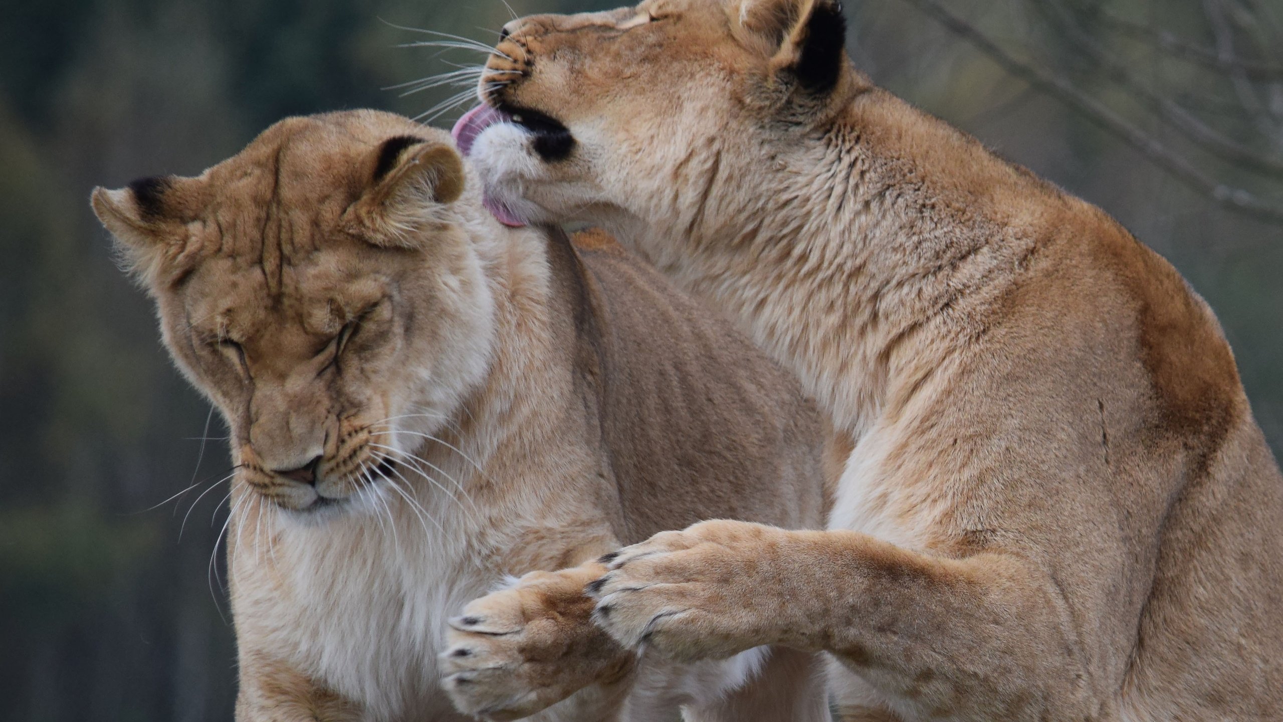 Обои морда, хищник, пара, лев, львица, дикая кошка, сафари, face, predator, pair, leo, lioness, wild cat, safari разрешение 3505x2336 Загрузить