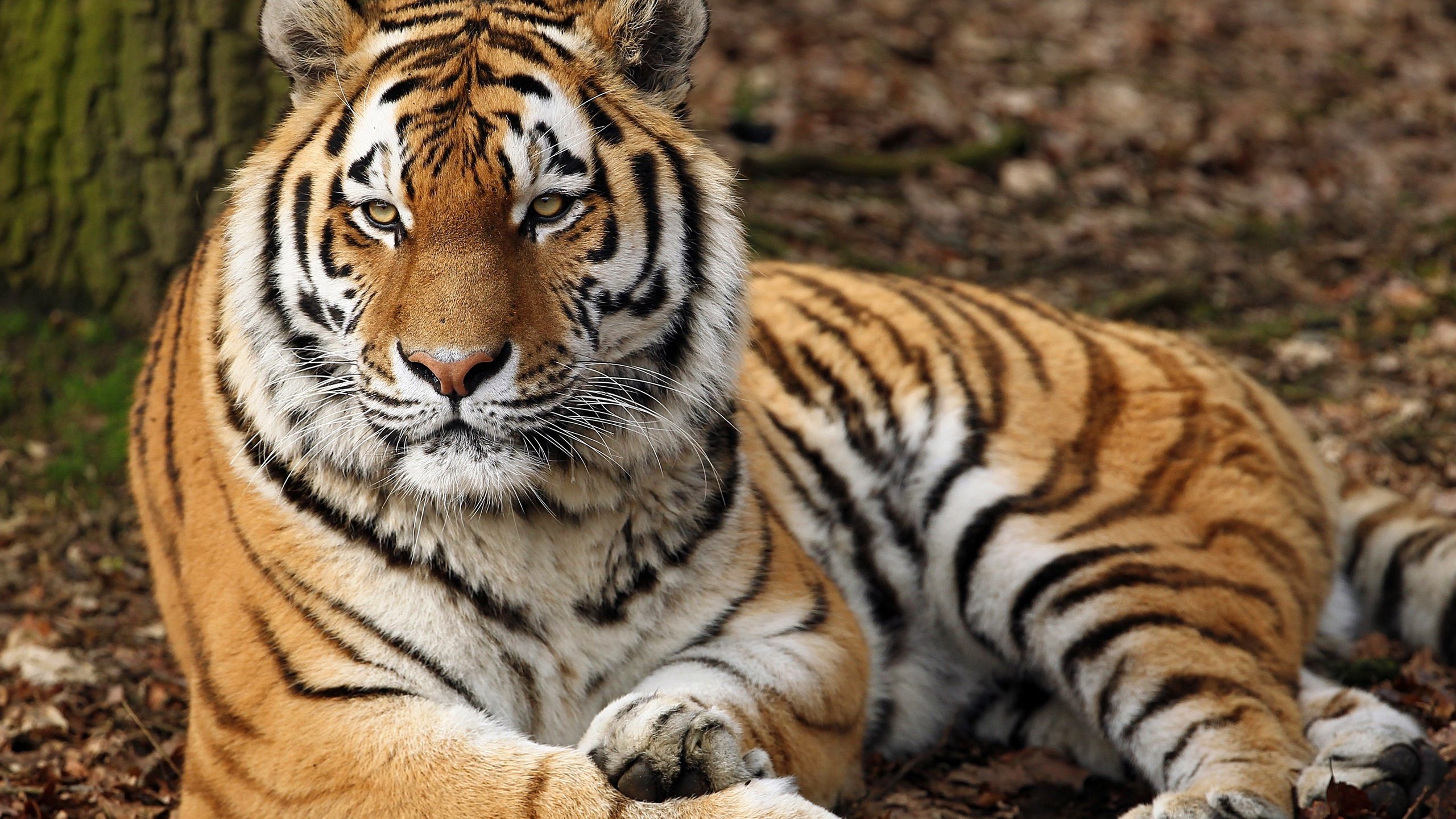 Обои тигр, морда, взгляд, хищник, дикая кошка, tiger, face, look, predator, wild cat разрешение 2700x1720 Загрузить