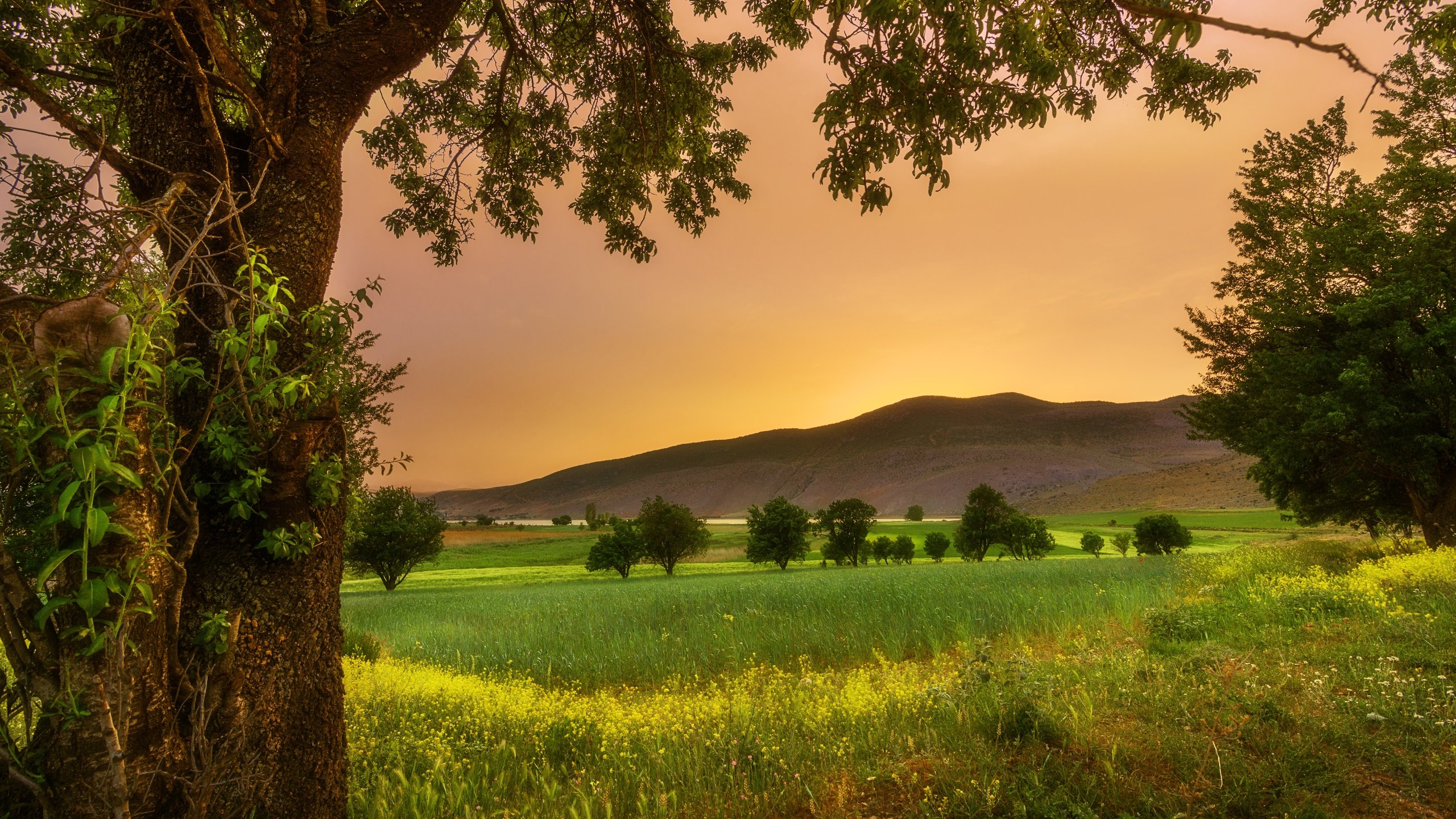 Обои трава, деревья, холмы, закат, пейзаж, поле, grass, trees, hills, sunset, landscape, field разрешение 5937x4000 Загрузить