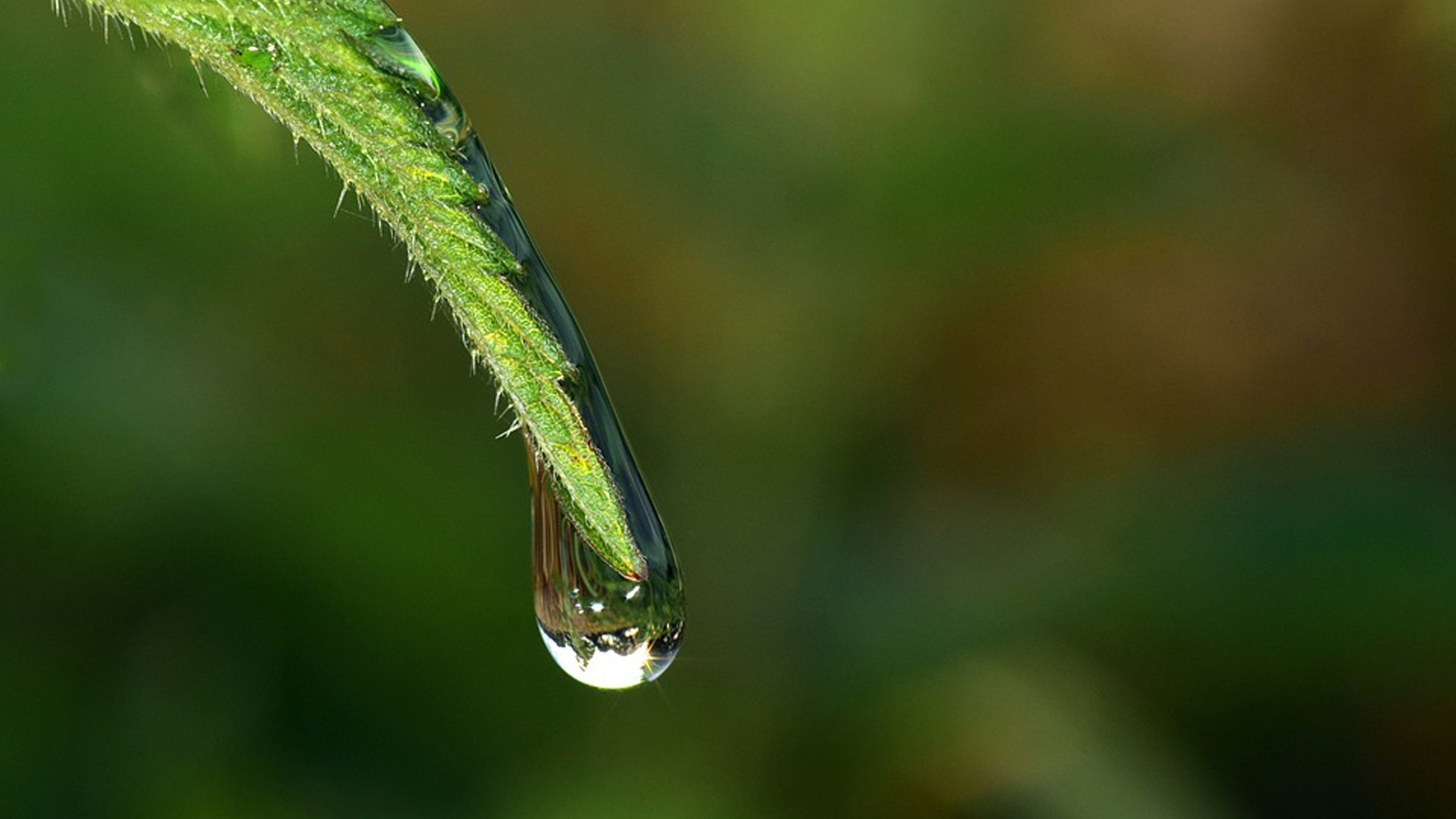 Обои трава, вода, природа, роса, капля, стебель, grass, water, nature, rosa, drop, stem разрешение 4000x2346 Загрузить