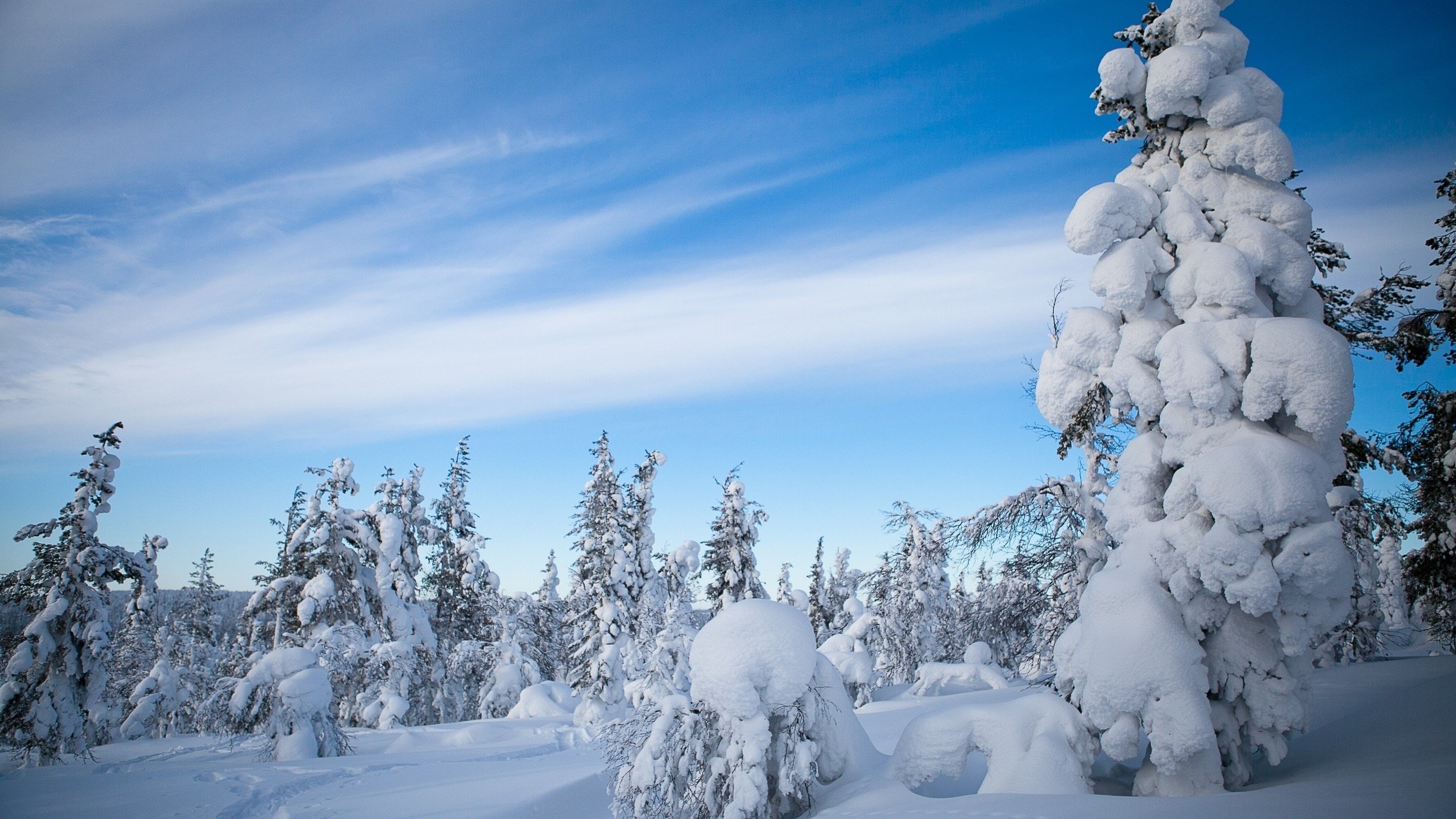 Обои небо, облака, деревья, снег, природа, лес, зима, the sky, clouds, trees, snow, nature, forest, winter разрешение 2560x1600 Загрузить