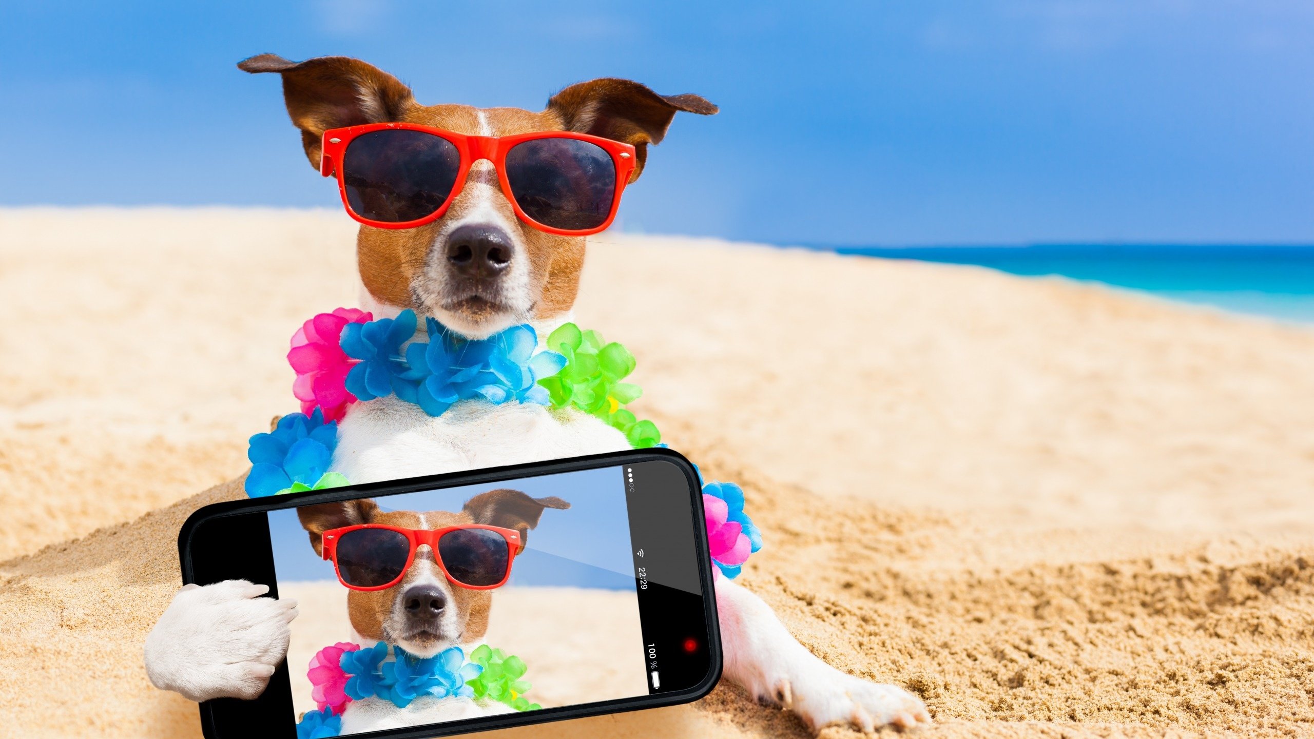 Обои телефон, море, селфи, песок, джек-рассел-терьер, пляж, мордочка, взгляд, очки, собака, юмор, phone, sea, selfie, sand, jack russell terrier, beach, muzzle, look, glasses, dog, humor разрешение 2560x1600 Загрузить