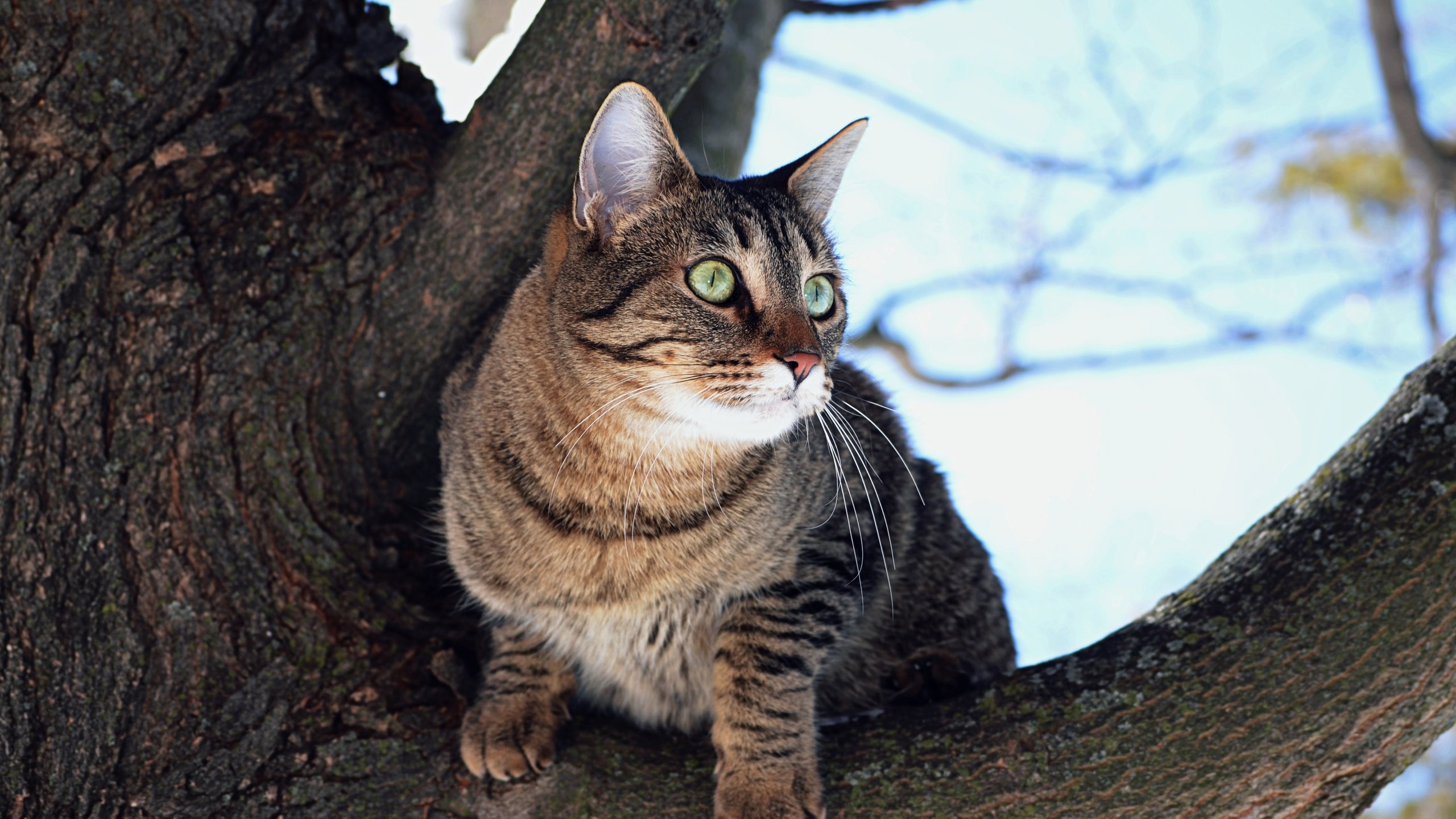 Обои дерево, кот, мордочка, усы, кошка, взгляд, tree, cat, muzzle, mustache, look разрешение 4000x2649 Загрузить