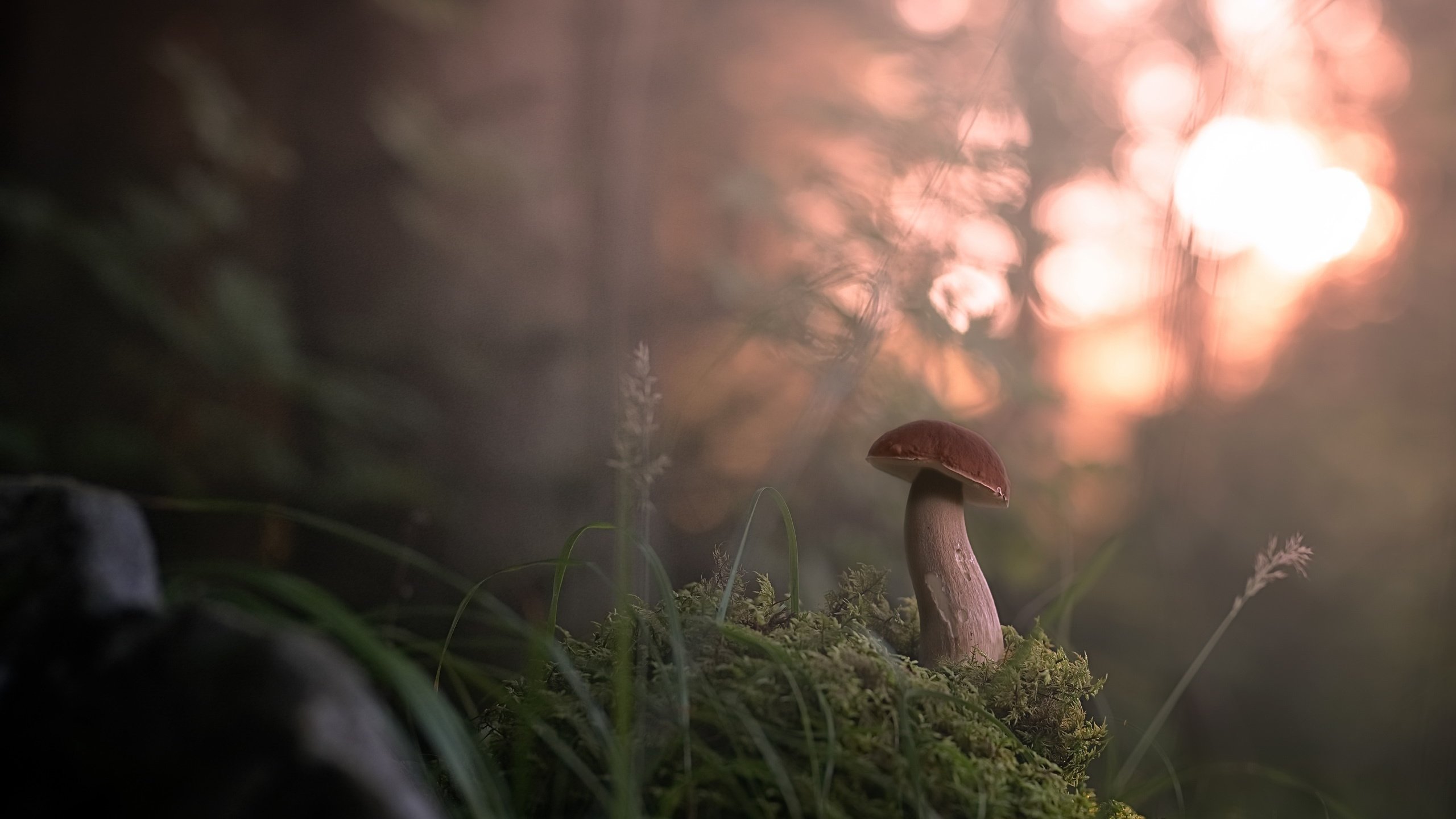 Обои трава, лес, туман, размытость, гриб, grass, forest, fog, blur, mushroom разрешение 2560x1774 Загрузить