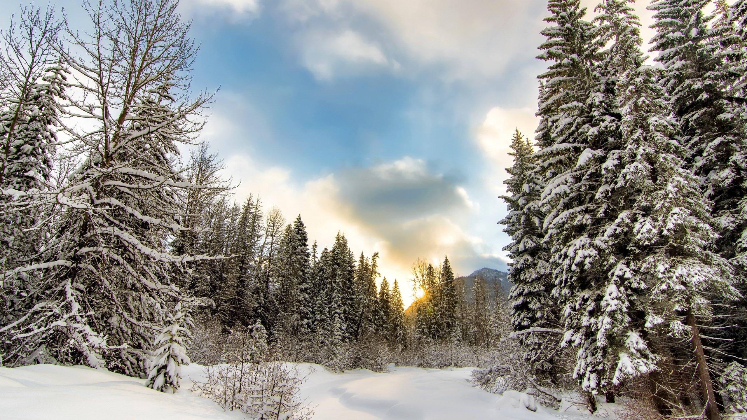 Обои небо, облака, деревья, снег, природа, лес, зима, the sky, clouds, trees, snow, nature, forest, winter разрешение 2880x1800 Загрузить