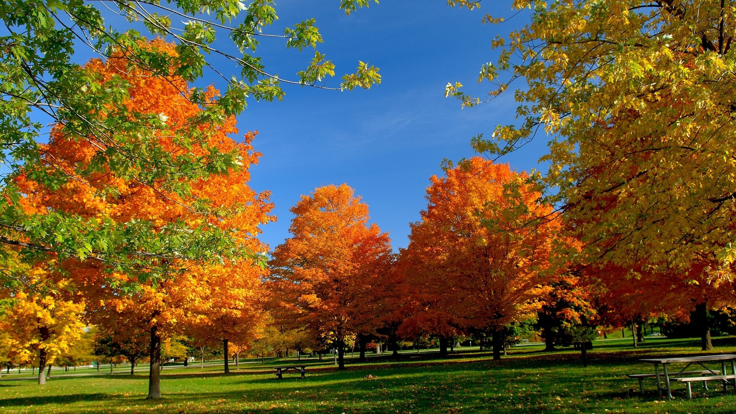 Обои небо, деревья, листья, осень, скамейка, пикник, the sky, trees, leaves, autumn, bench, picnic разрешение 2713x1760 Загрузить
