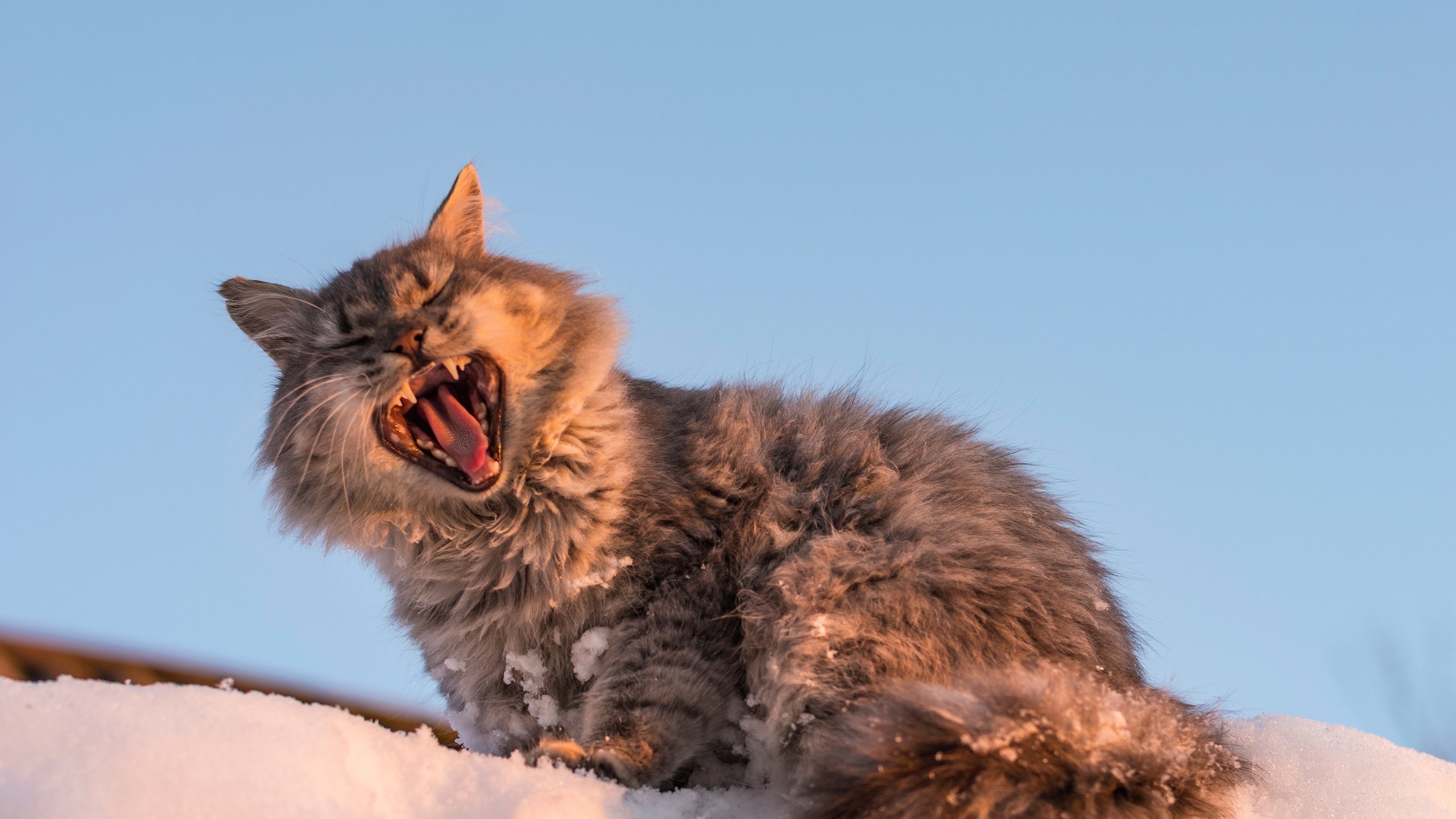 Обои снег, кот, мордочка, кошка, зевает, snow, cat, muzzle, yawns разрешение 3189x2289 Загрузить