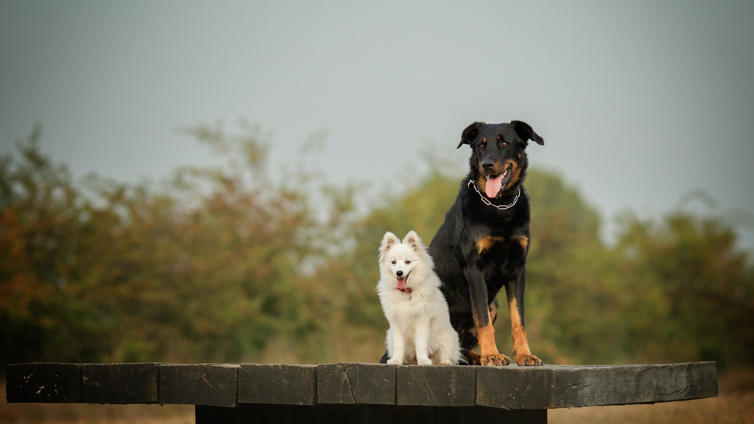 Обои взгляд, стол, язык, собаки, мордочки, шпиц, look, table, language, dogs, faces, spitz разрешение 3600x2369 Загрузить