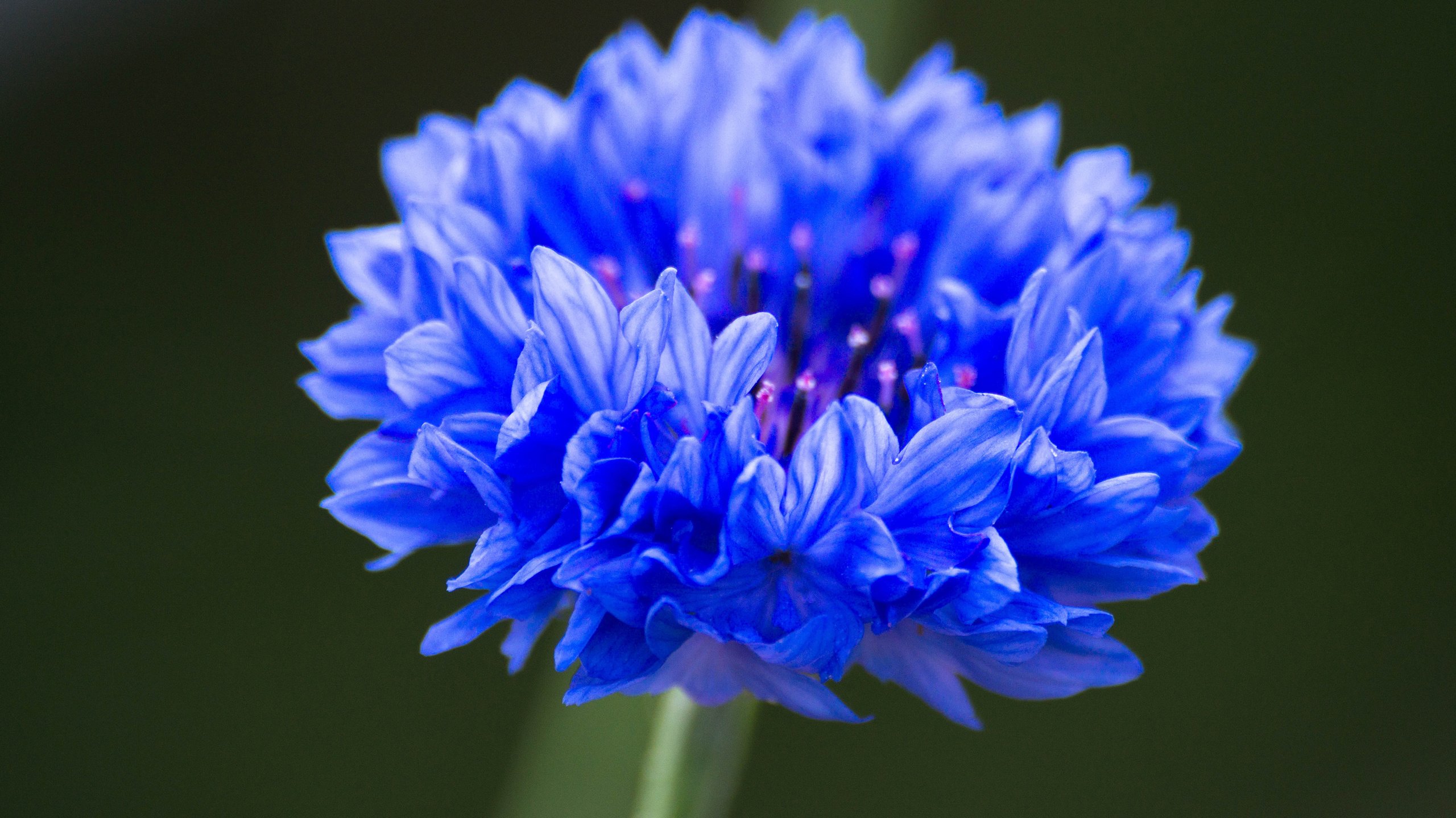 Обои синий, цветок, василек, крупным планом, blue, flower, cornflower, closeup разрешение 3840x2400 Загрузить