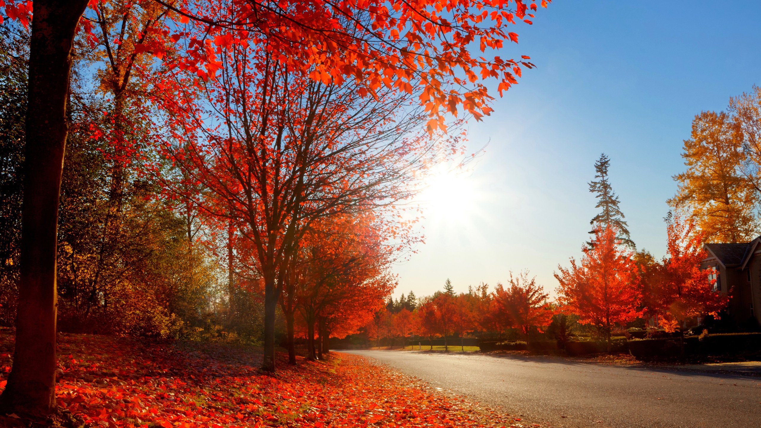 Обои дорога, природа, парк, осень, road, nature, park, autumn разрешение 2880x1800 Загрузить