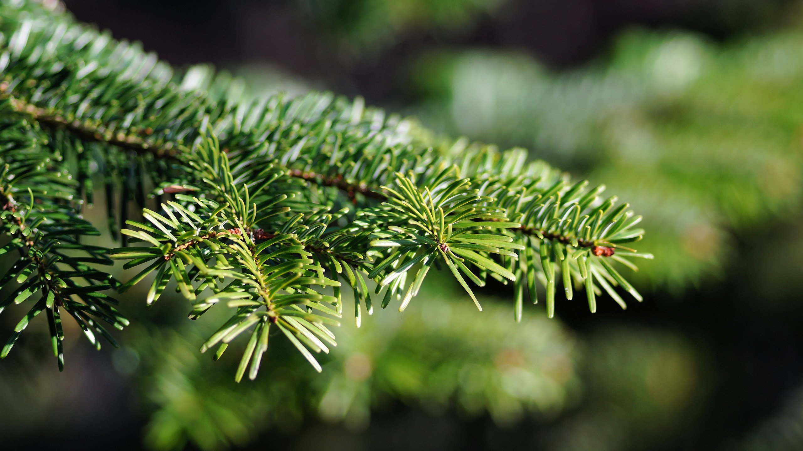 Обои елка, хвоя, макро, ветки, ель, tree, needles, macro, branches, spruce разрешение 3840x2400 Загрузить