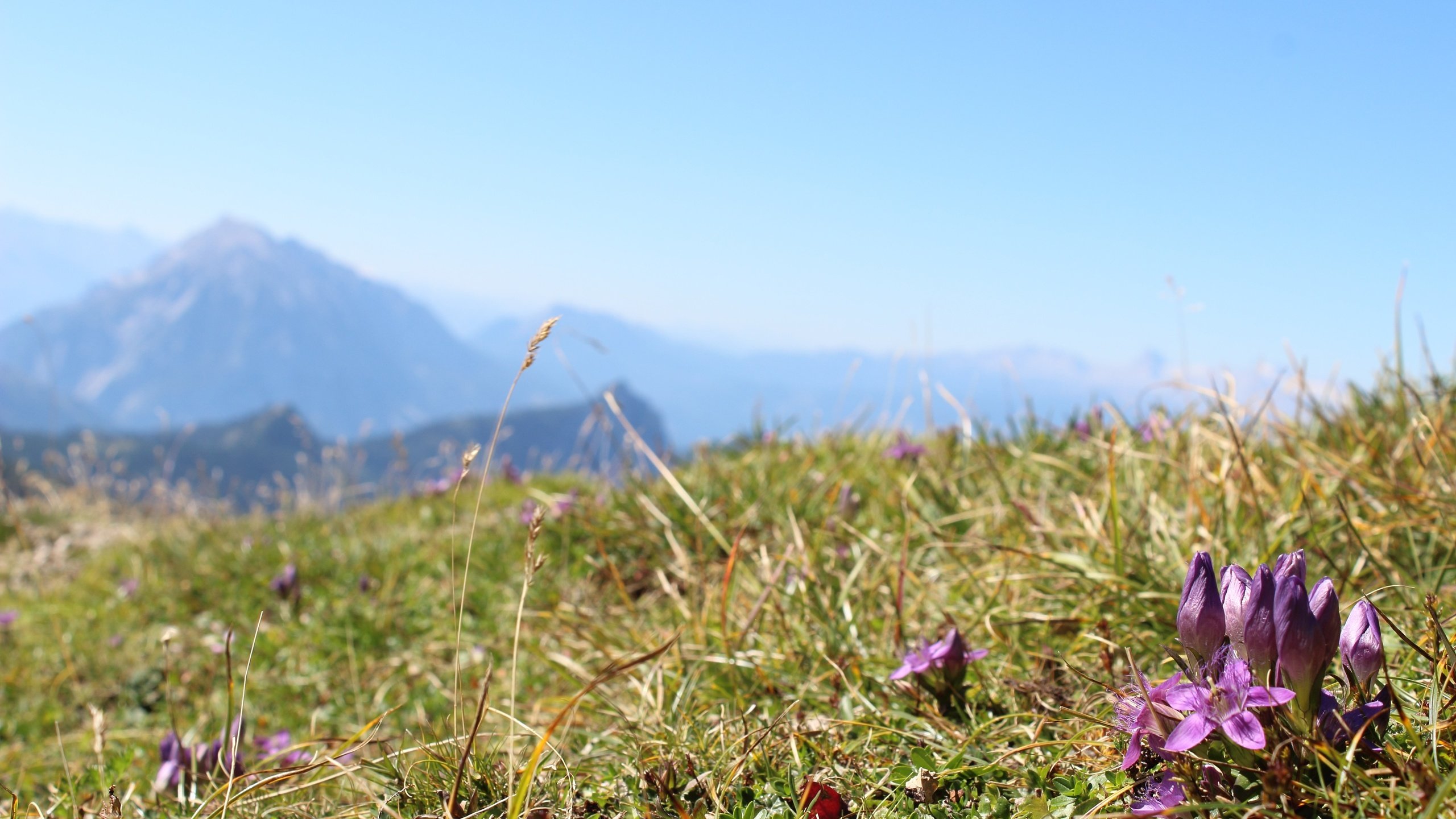 Обои небо, цветы, трава, горы, поле, the sky, flowers, grass, mountains, field разрешение 5184x3456 Загрузить