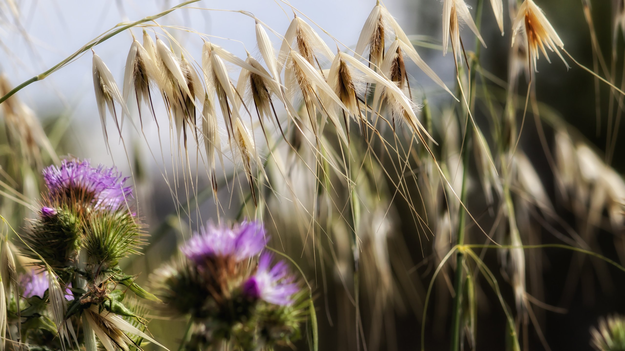 Обои цветы, трава, природа, растения, макро, колоски, чертополох, theophilos papadopoulos, flowers, grass, nature, plants, macro, spikelets, thistle разрешение 4752x3168 Загрузить