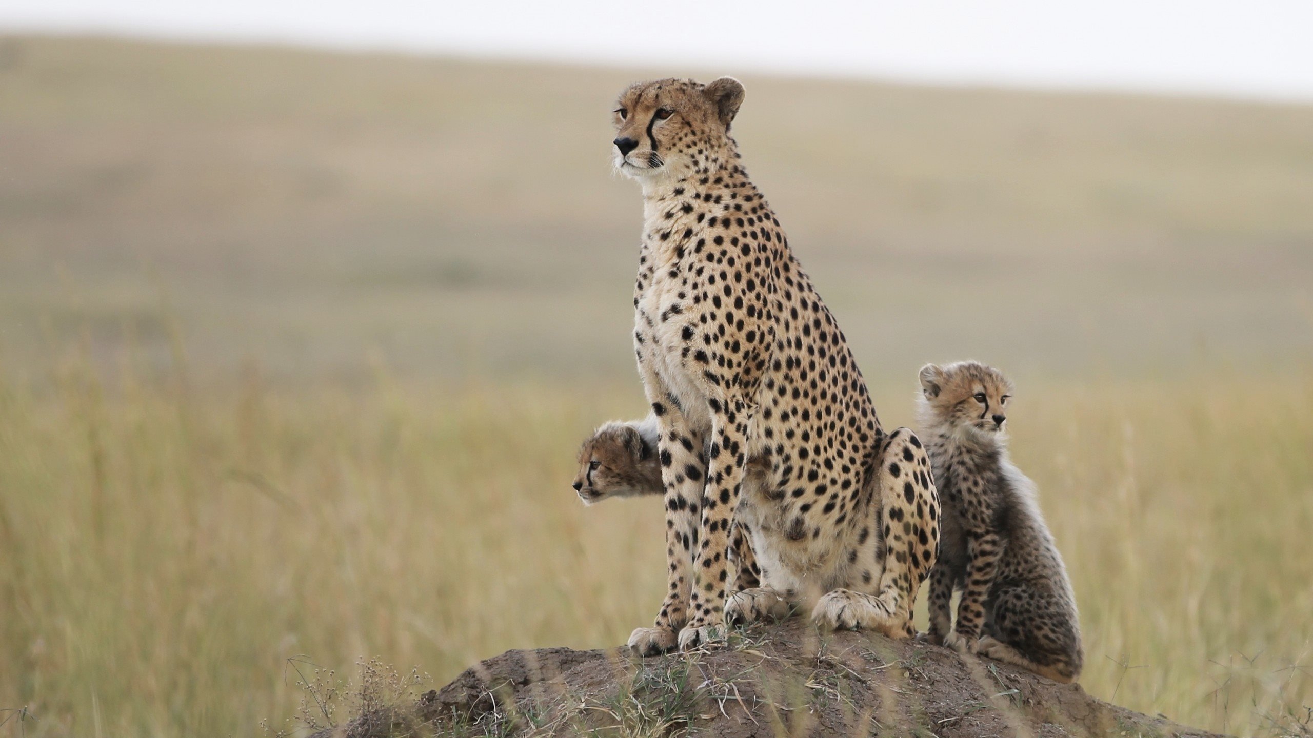 Обои природа, хищник, гепард, гепарды, детеныши, nature, predator, cheetah, cheetahs, cubs разрешение 2560x1600 Загрузить