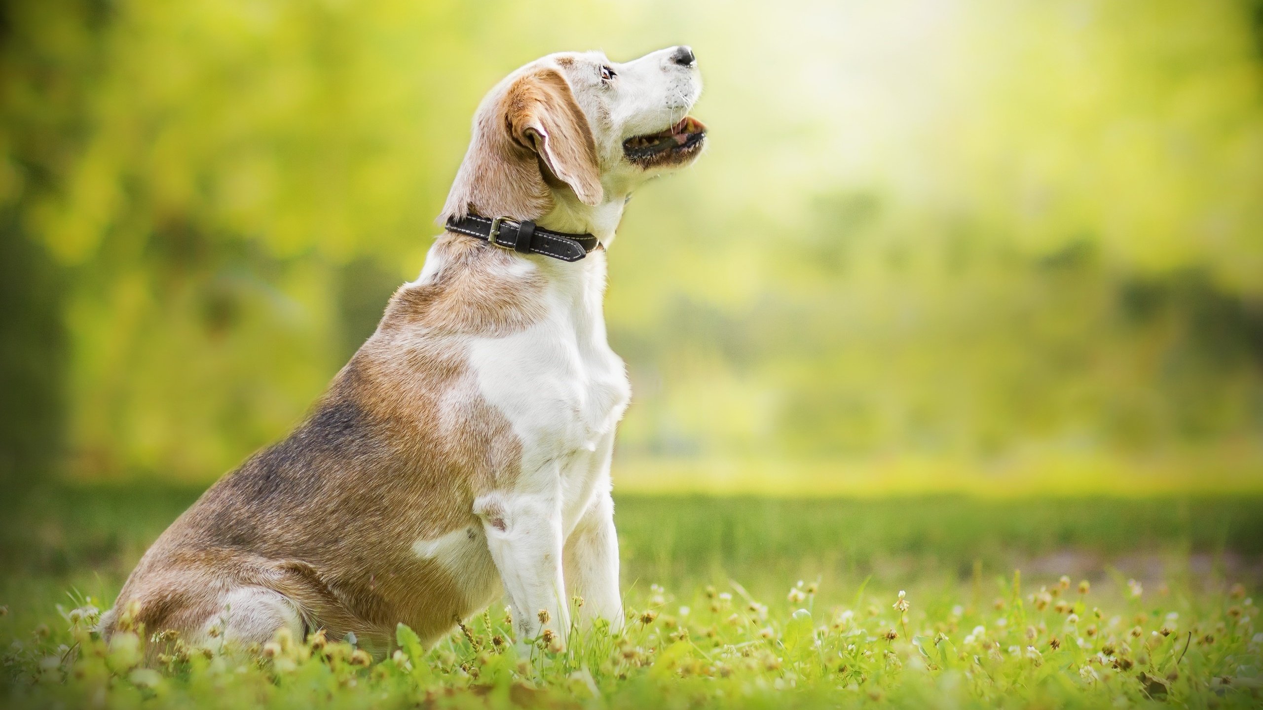 Обои природа, собака, луг, профиль, ошейник, бигль, nature, dog, meadow, profile, collar, beagle разрешение 2560x1706 Загрузить