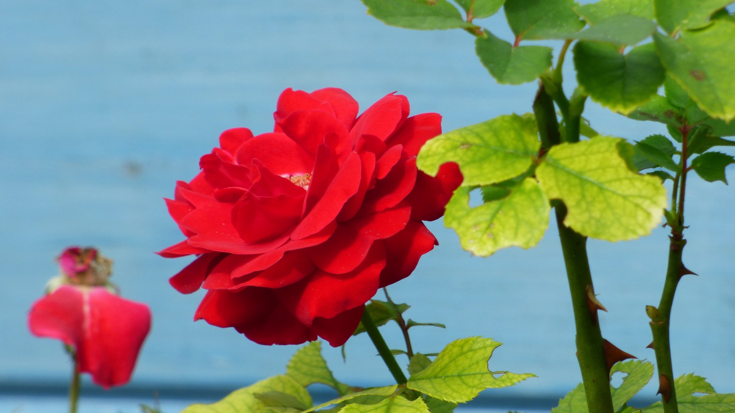 Обои листья, цветок, роза, лепестки, куст, стебли, красная роза, leaves, flower, rose, petals, bush, stems, red rose разрешение 4608x3456 Загрузить