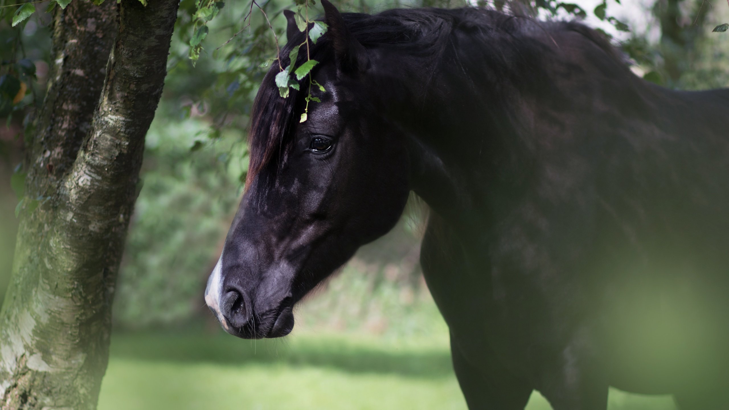 Обои морда, лошадь, дерево, животное, конь, грива, вороной, face, horse, tree, animal, mane, crow разрешение 4985x3275 Загрузить