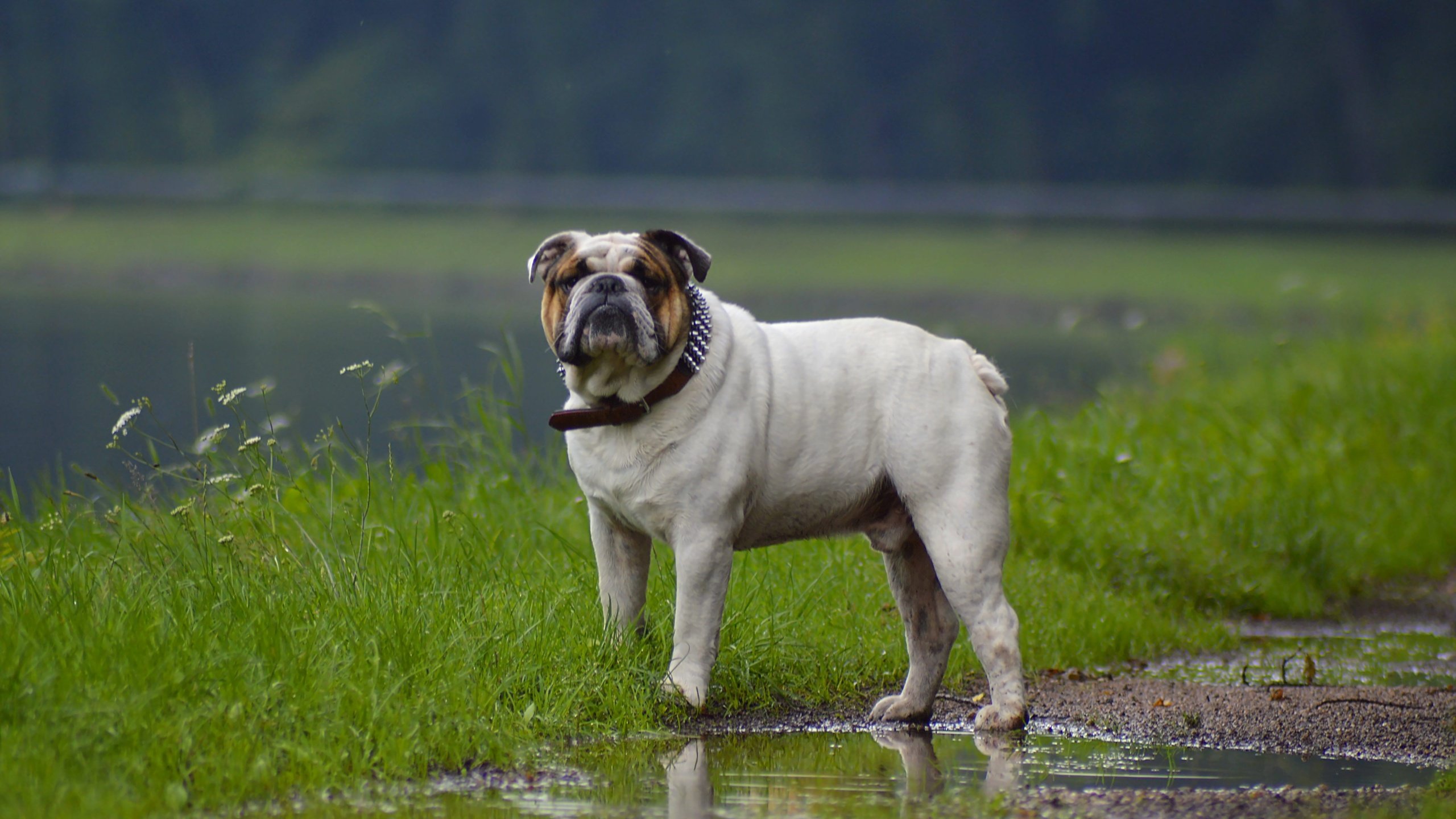 Обои трава, взгляд, собака, ошейник, лужа, бульдог, grass, look, dog, collar, puddle, bulldog разрешение 4512x3000 Загрузить