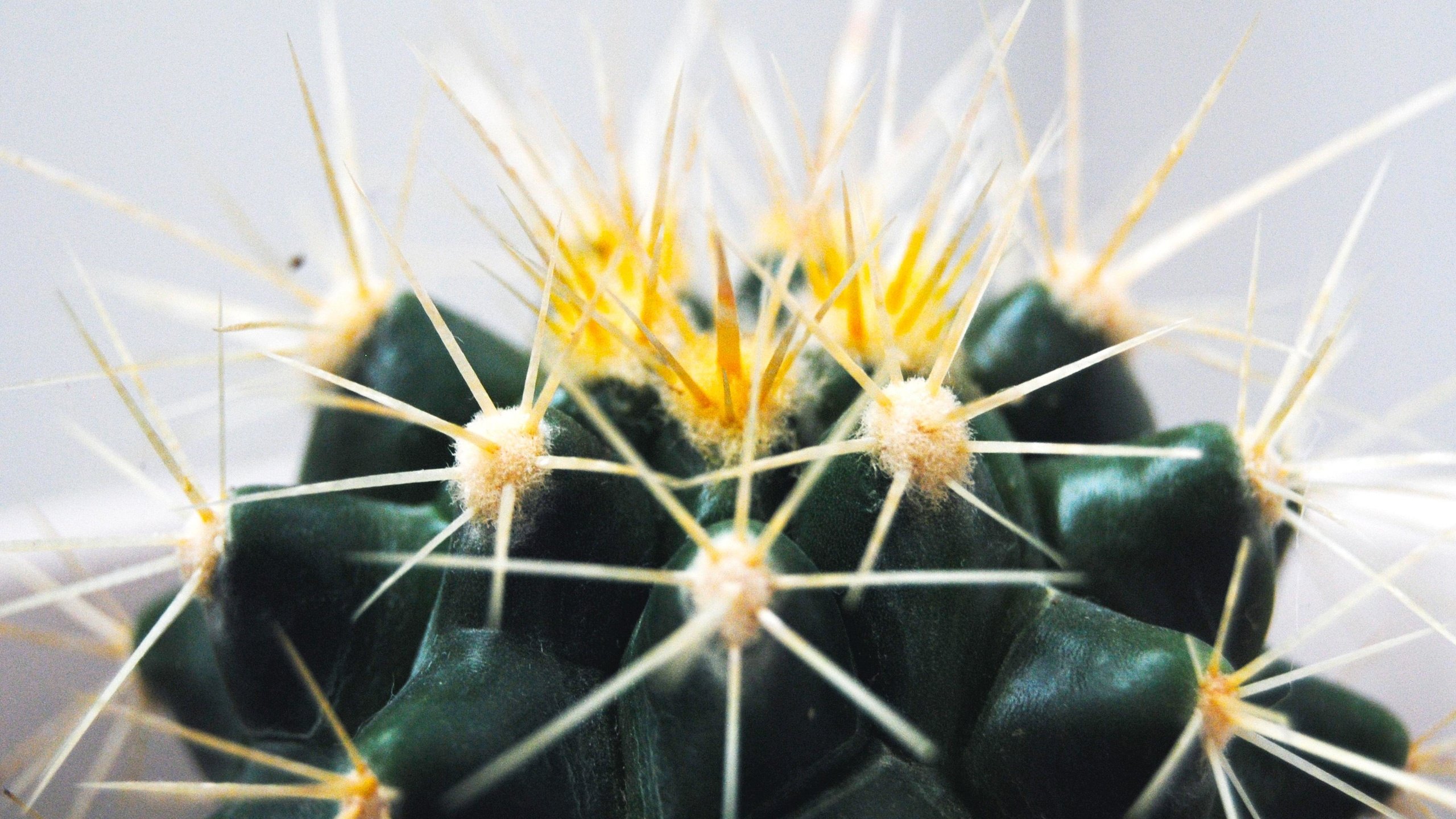 Обои макро, цветок, колючки, шипы, кактус, macro, flower, barb, spikes, cactus разрешение 3809x2550 Загрузить