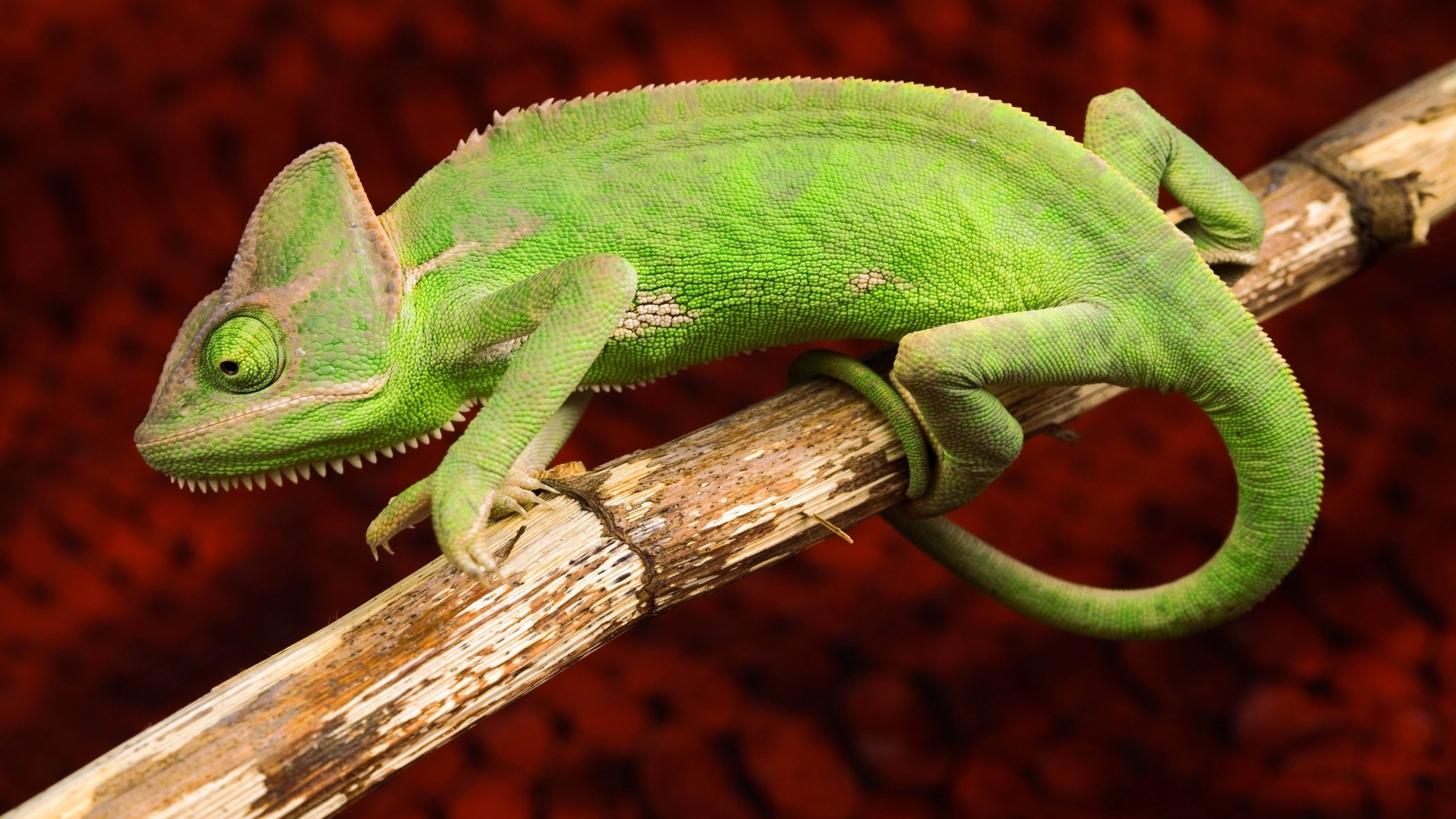 Обои ящерица, хамелеон, рептилия, lizard, chameleon, reptile разрешение 3840x2160 Загрузить