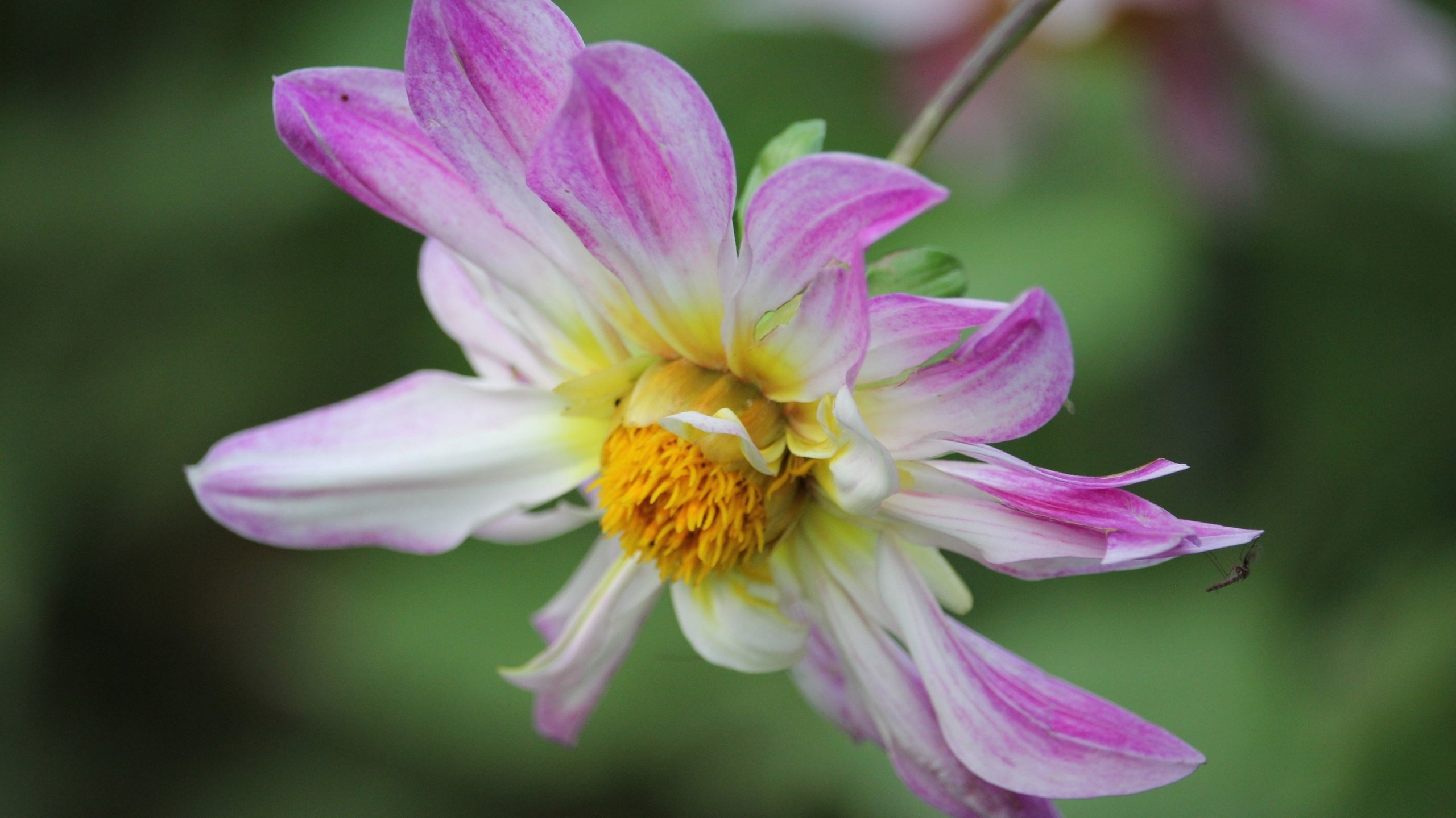 Обои макро, насекомое, цветок, лепестки, георгин, macro, insect, flower, petals, dahlia разрешение 3840x2160 Загрузить