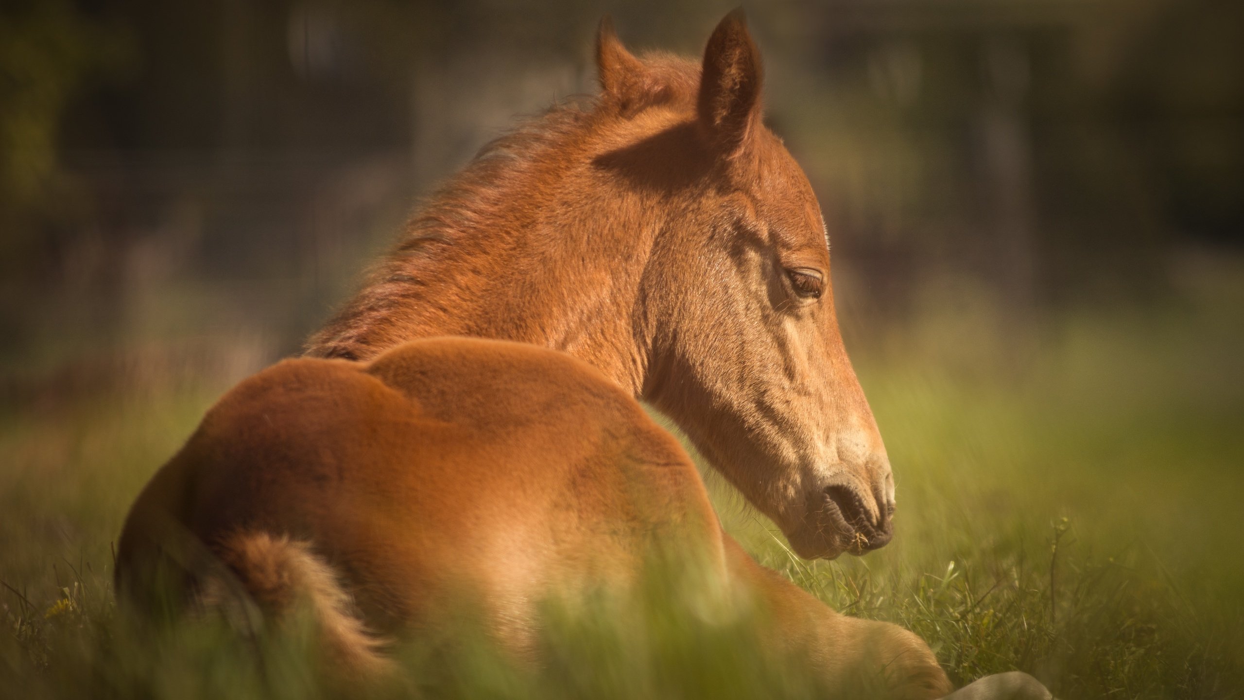 Обои лошадь, трава, животное, конь, horse, grass, animal разрешение 6000x4000 Загрузить