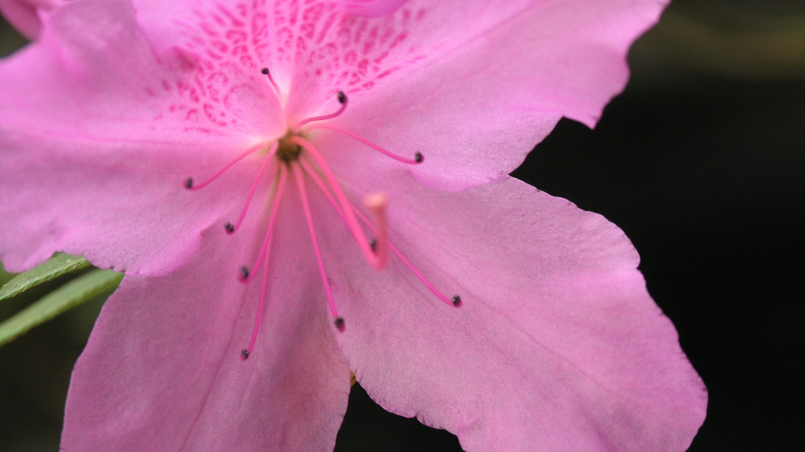 Обои цветок, лепестки, азалия, flower, petals, azalea разрешение 3264x2448 Загрузить