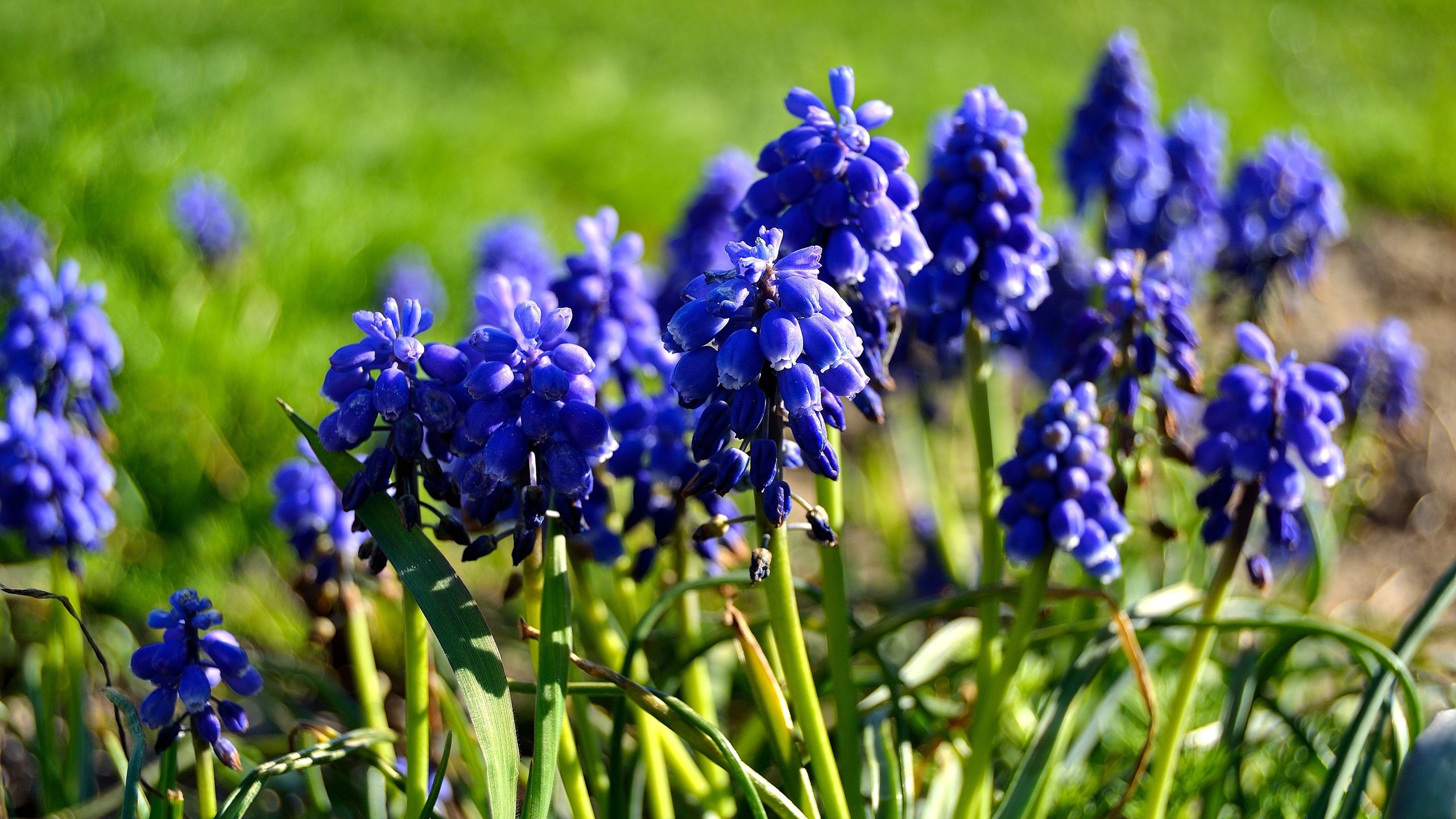 Обои цветы, весна, мускари, flowers, spring, muscari разрешение 4608x3072 Загрузить