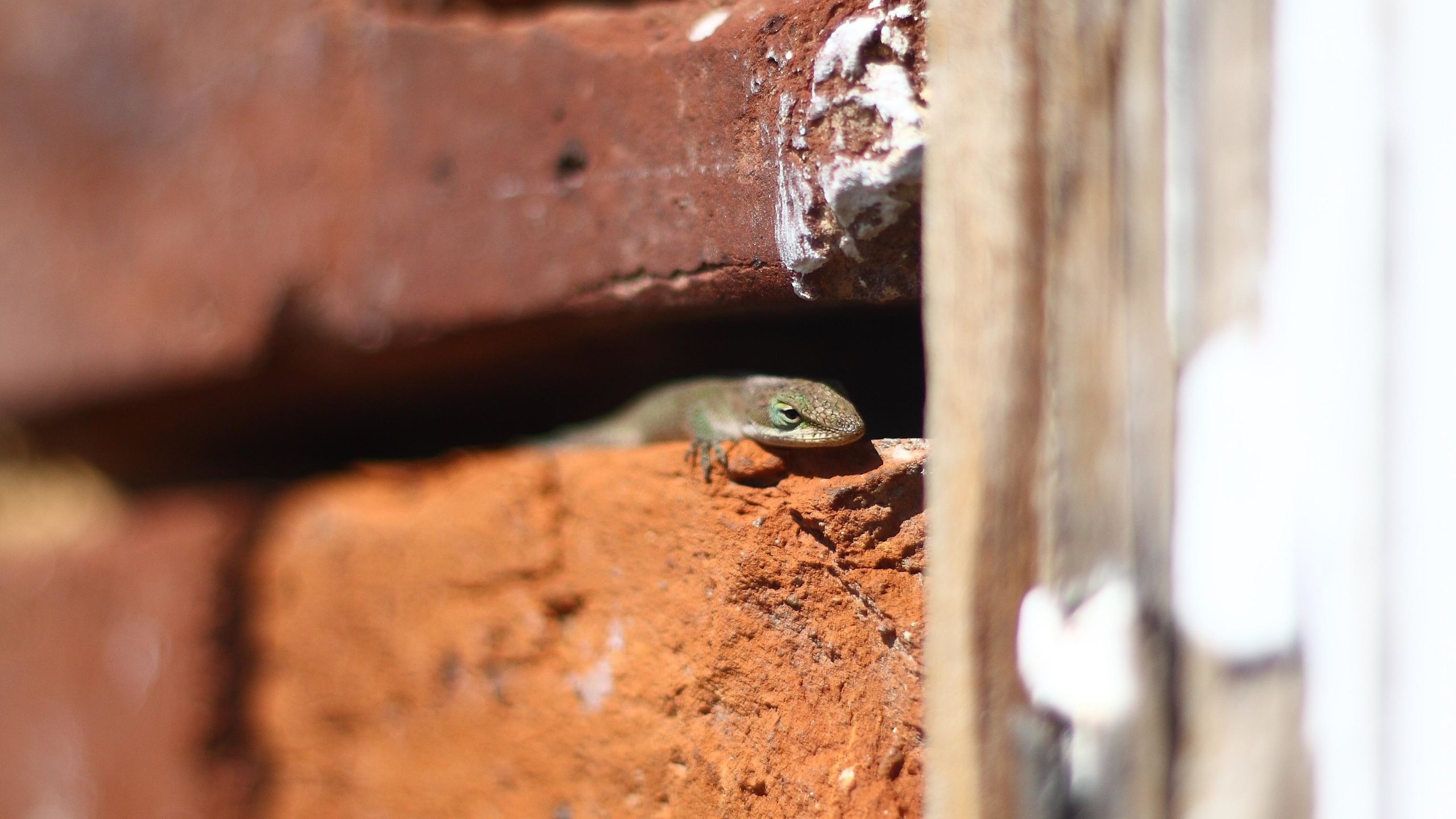 Обои стена, ящерица, кирпичи, рептилия, пресмыкающиеся, wall, lizard, bricks, reptile, reptiles разрешение 3351x1730 Загрузить