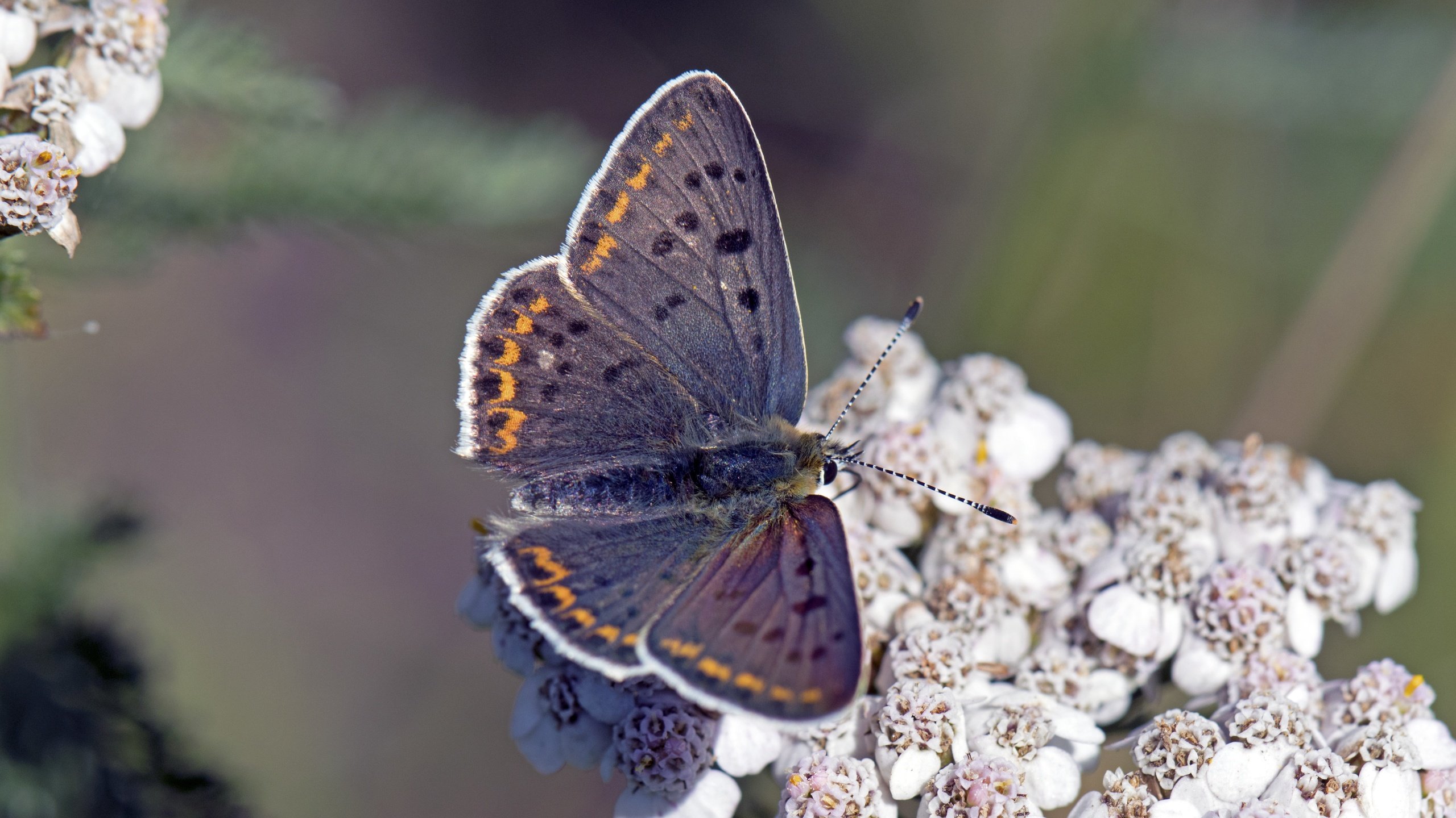 Обои цветы, насекомое, бабочка, крылья, lycaena tityrus, flowers, insect, butterfly, wings разрешение 5568x3712 Загрузить