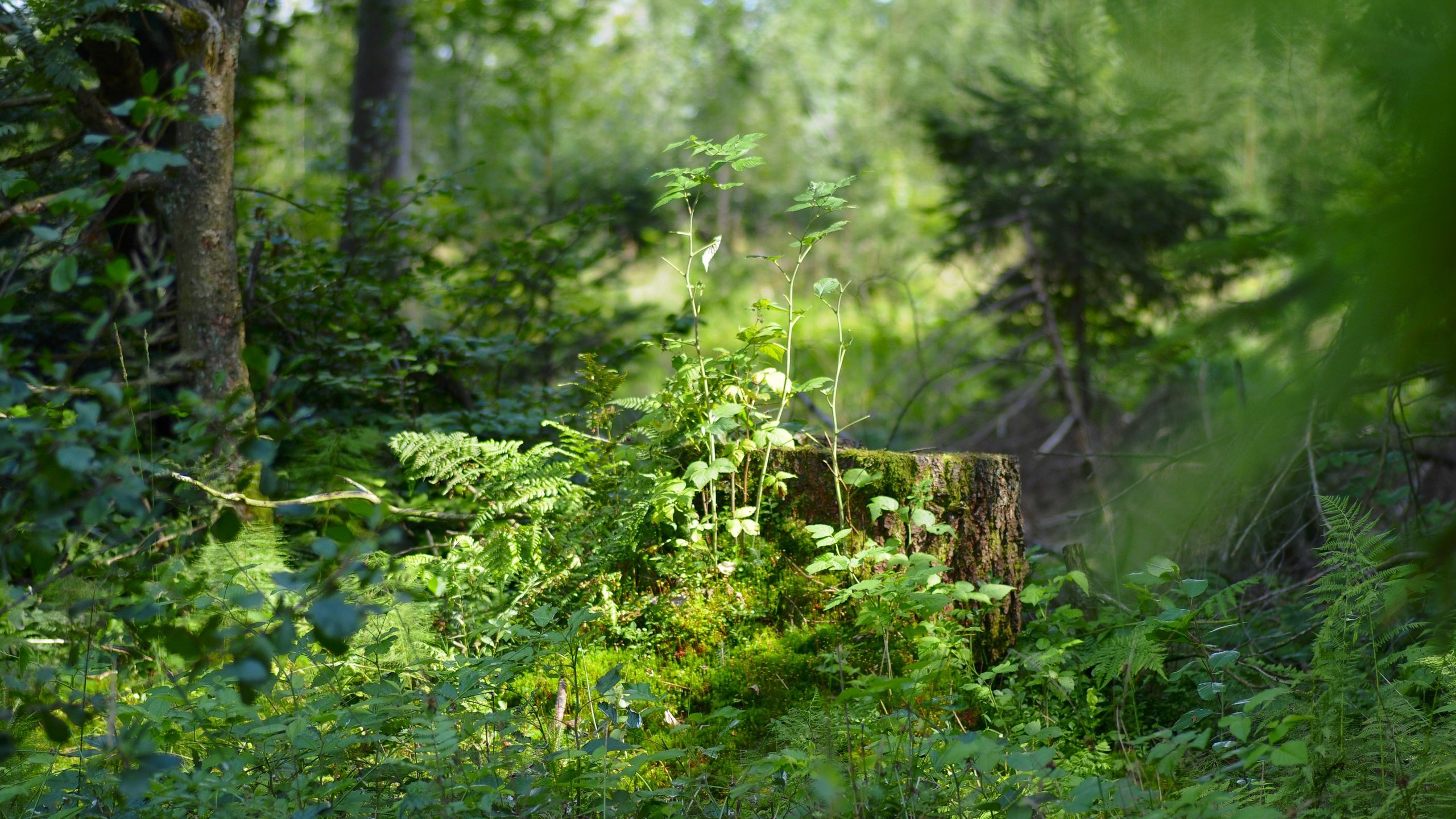 Обои трава, деревья, природа, растения, лес, пень, солнечный свет, grass, trees, nature, plants, forest, stump, sunlight разрешение 4288x2848 Загрузить