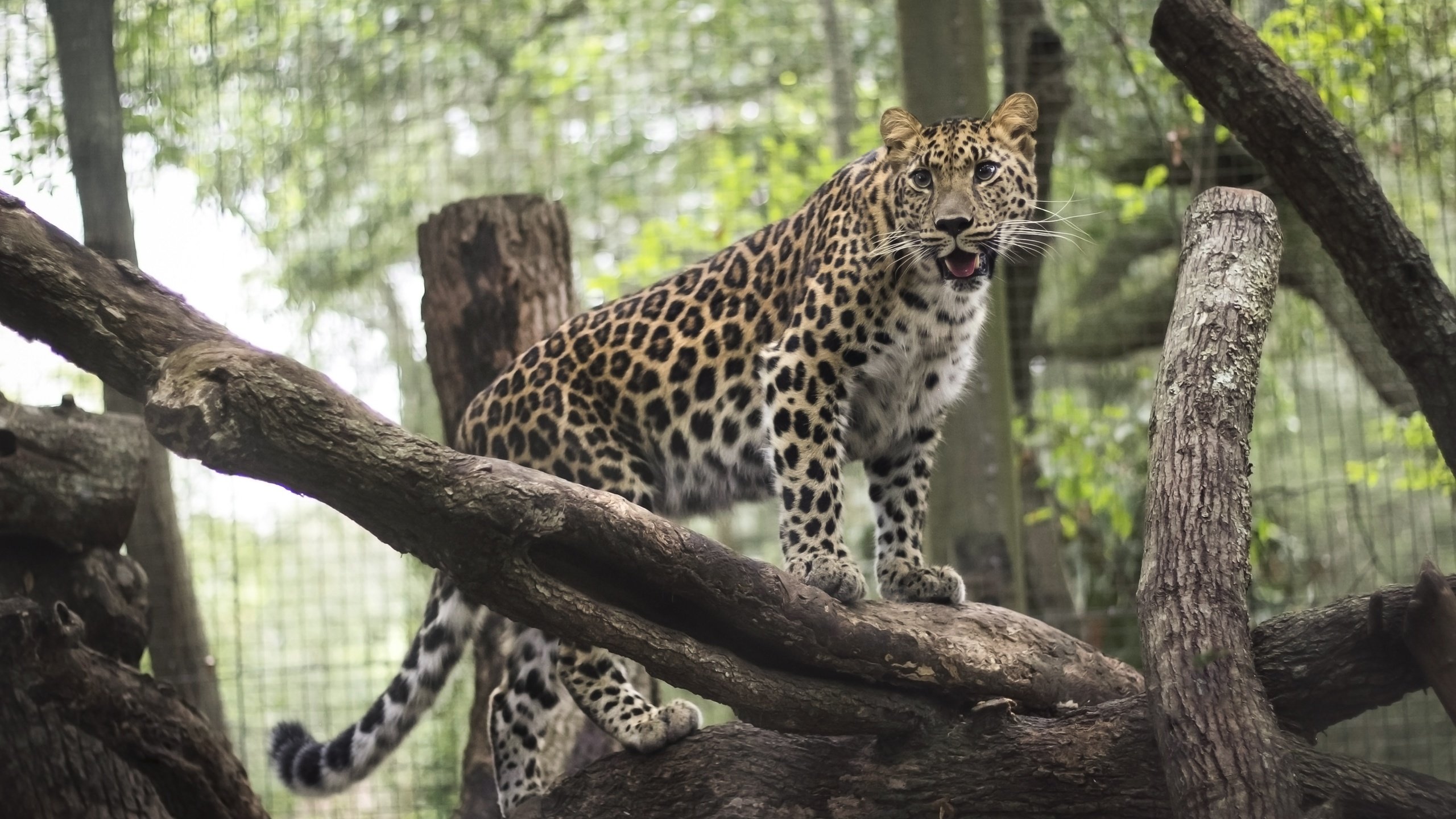 Обои леопард, хищник, животное, зоопарк, дикая кошка, leopard, predator, animal, zoo, wild cat разрешение 3888x2592 Загрузить