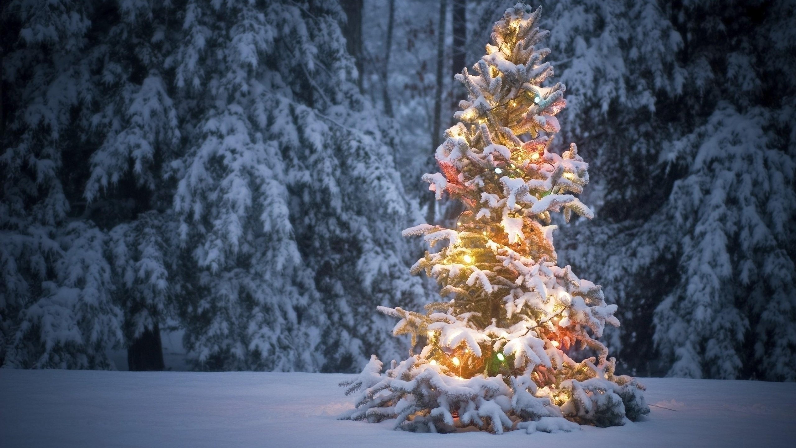 Обои снег, новый год, лес, зима, мороз, ель, праздник, рождество, snow, new year, forest, winter, frost, spruce, holiday, christmas разрешение 2560x1600 Загрузить