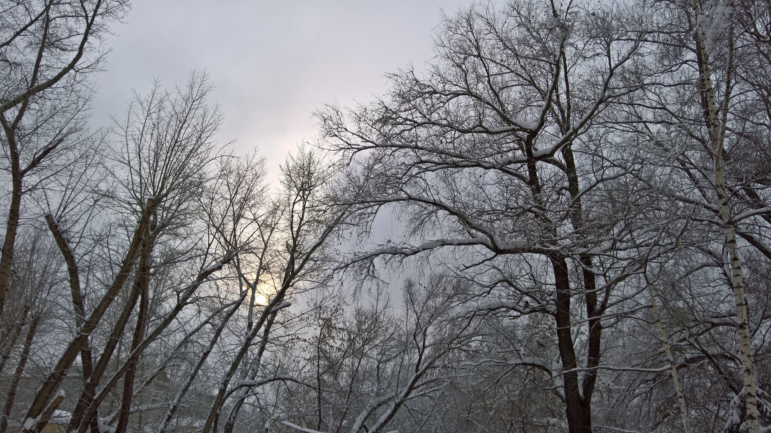 Обои деревья, снег, природа, зима, ветки, снегопад, сказачный лес, trees, snow, nature, winter, branches, snowfall, a dreamlike forest разрешение 5273x2968 Загрузить