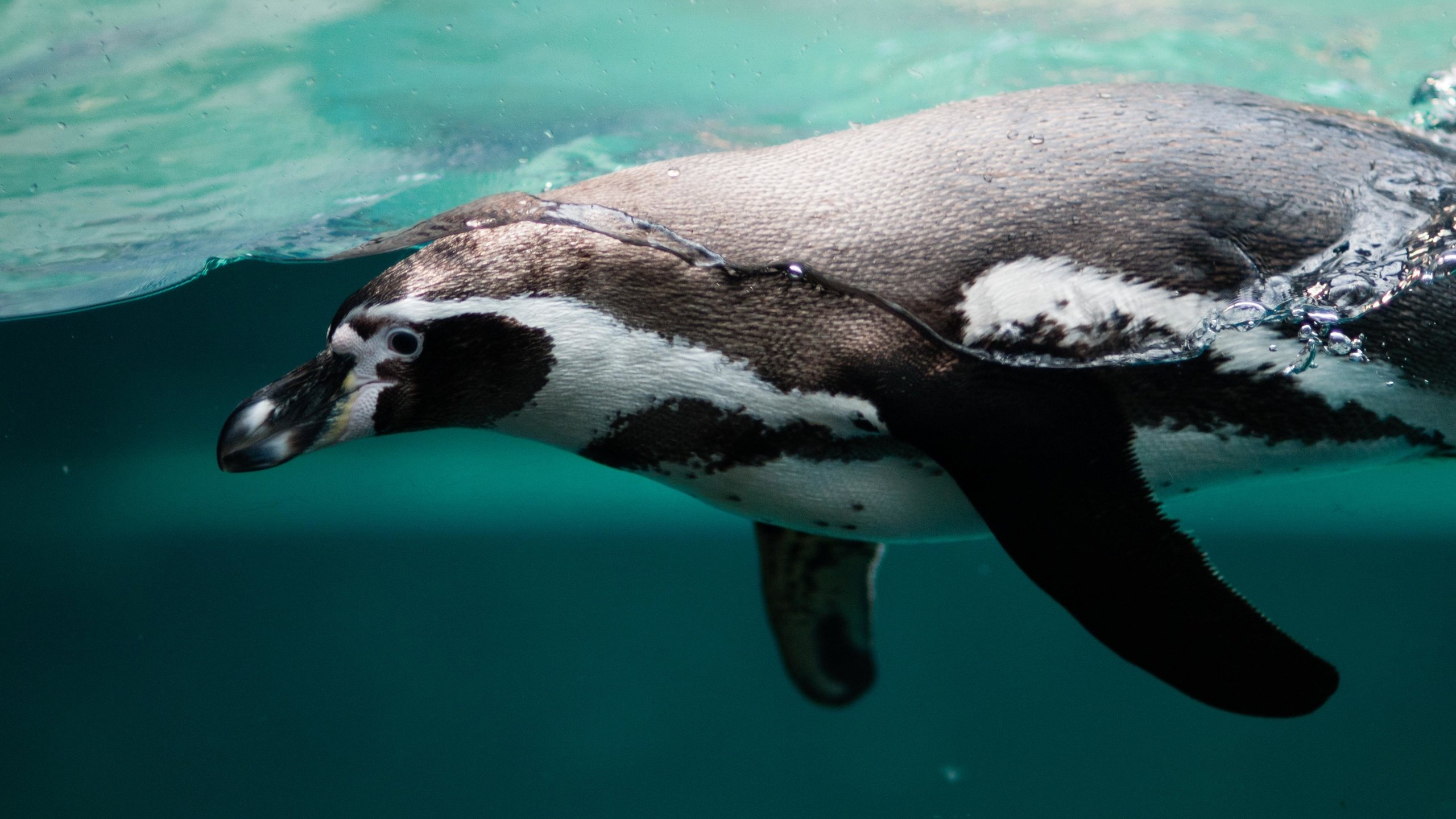 Обои вода, океан, птица, клюв, пингвин, пингвин гумбольдта, water, the ocean, bird, beak, penguin, humboldt penguin разрешение 4288x2848 Загрузить