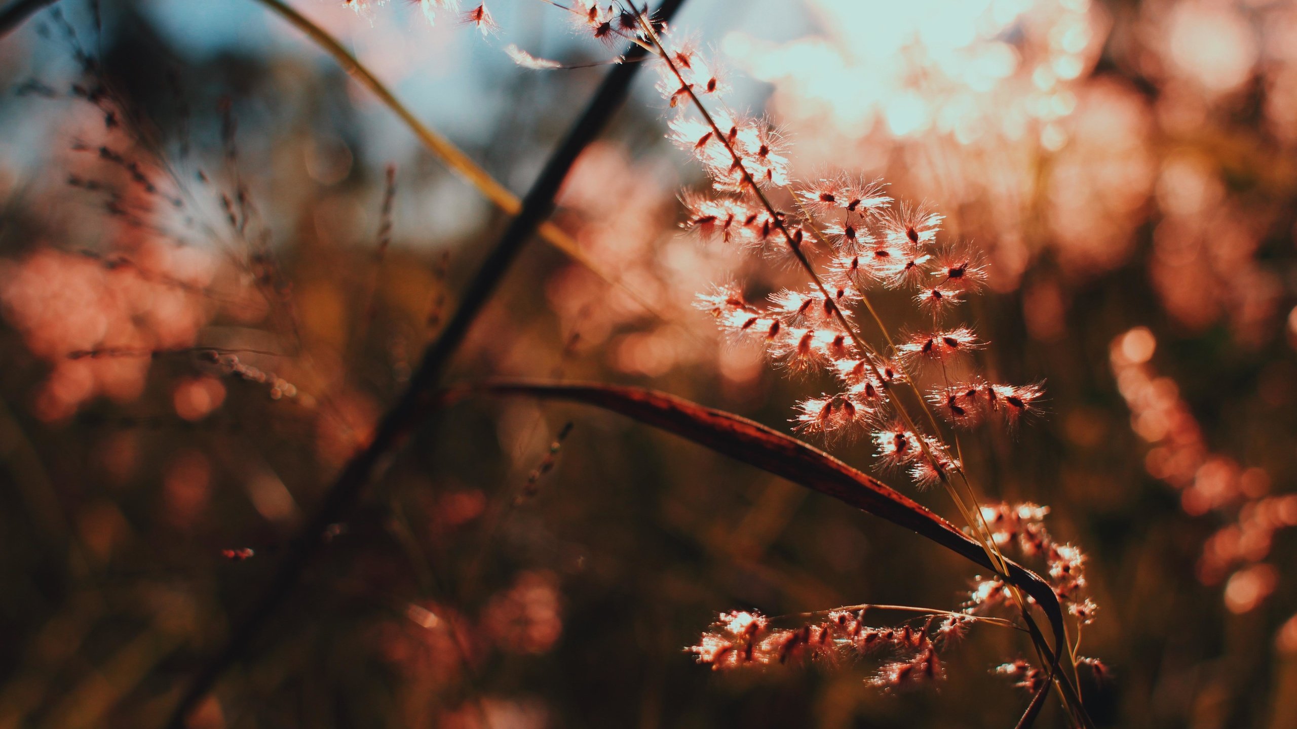 Обои свет, ветка, природа, макро, растение, light, branch, nature, macro, plant разрешение 5184x3456 Загрузить