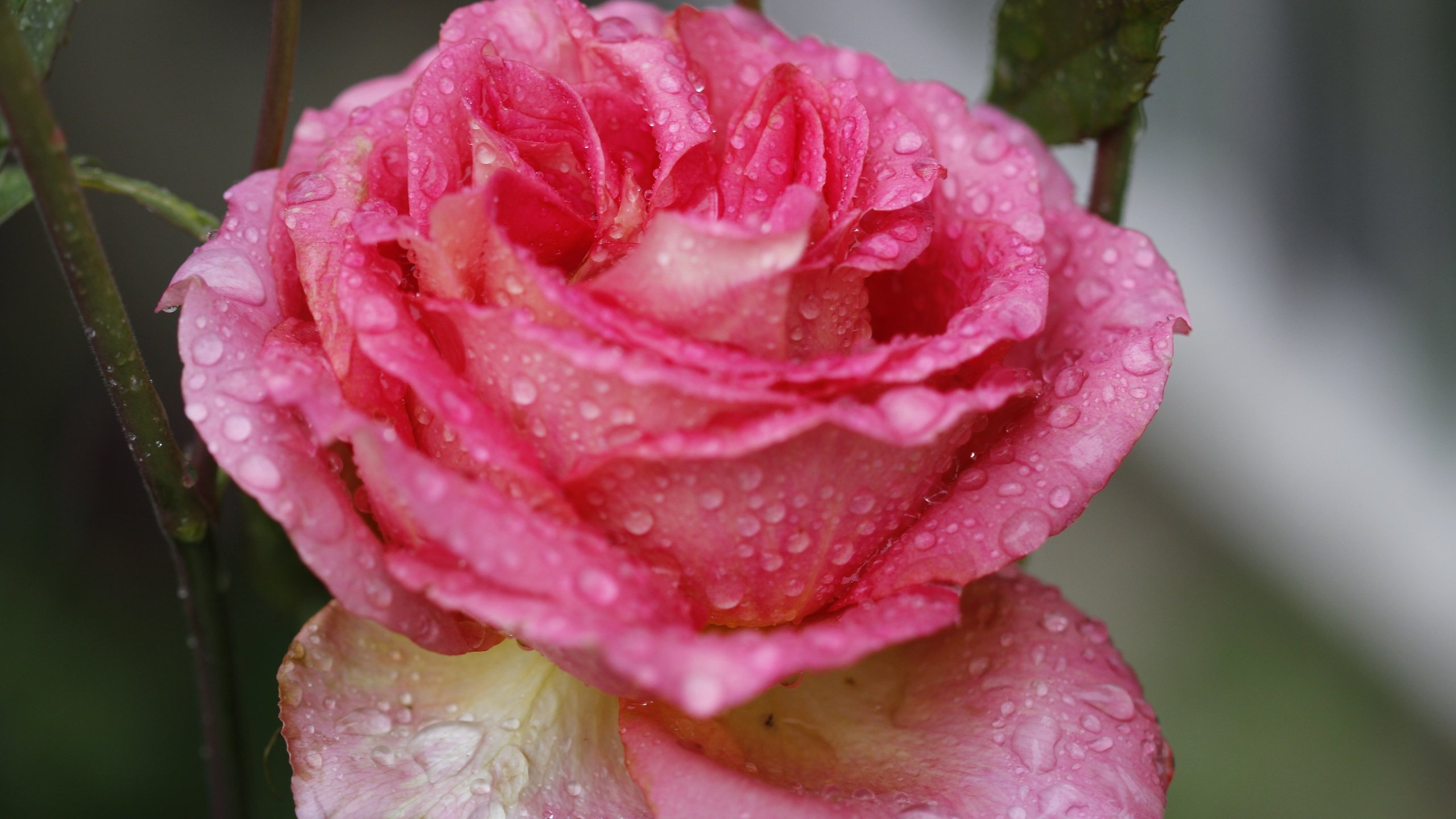 Обои цветок, роза, лепестки, капли воды, крупным планом, flower, rose, petals, water drops, closeup разрешение 5184x3456 Загрузить
