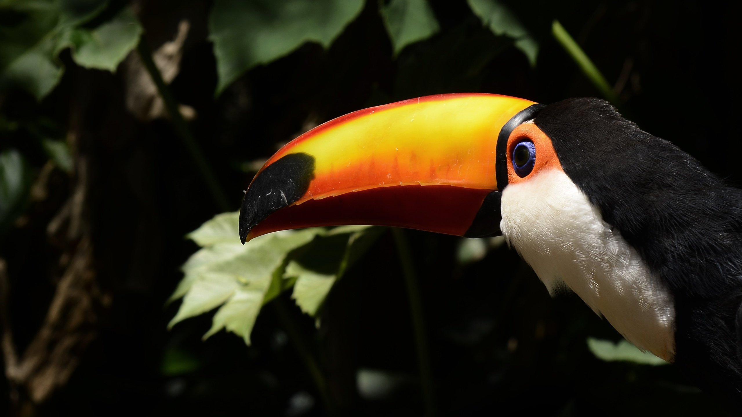 Обои листья, птица, тукан, клюв, leaves, bird, toucan, beak разрешение 4843x3189 Загрузить