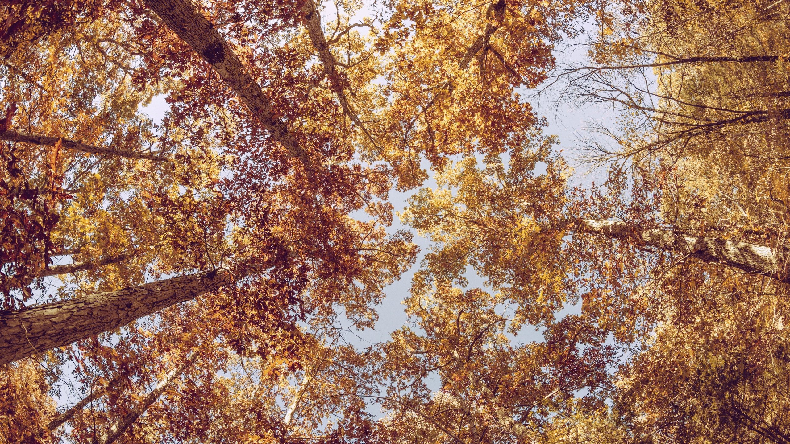 Обои деревья, листья, ветки, стволы, осень, вид снизу, trees, leaves, branches, trunks, autumn, bottom view разрешение 5184x3456 Загрузить