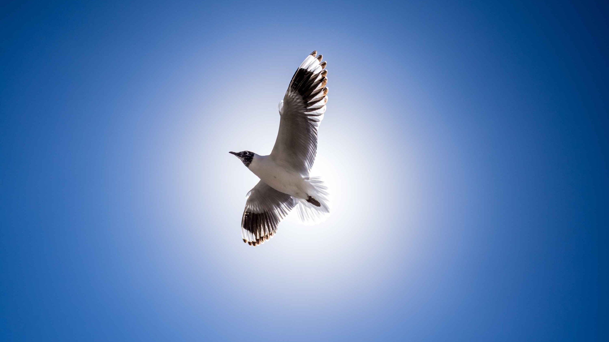 Обои полет, крылья, чайка, птица, клюв, перья, голубое небо, flight, wings, seagull, bird, beak, feathers, blue sky разрешение 3000x2000 Загрузить