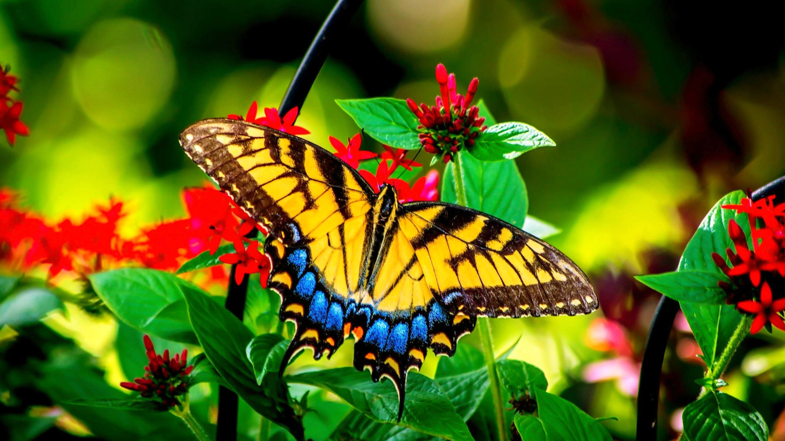 Обои на стол бабочки. Парусник Румянцева бабочка. Красивые бабочки. Яркие бабочки. Тропические бабочки на цветах.