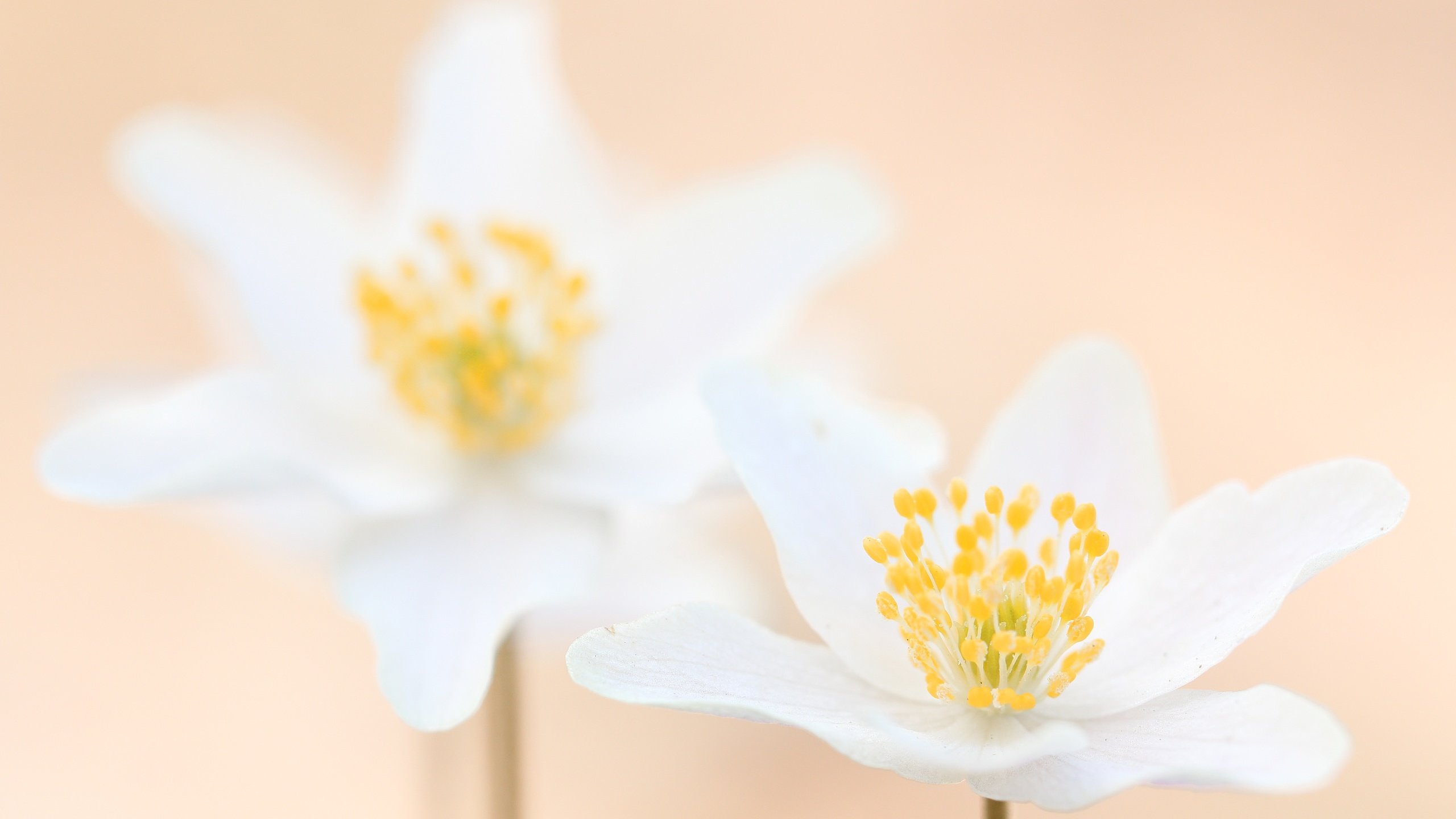 Обои цветы, макро, лепестки, размытость, белые, анемон, flowers, macro, petals, blur, white, anemone разрешение 5278x3219 Загрузить