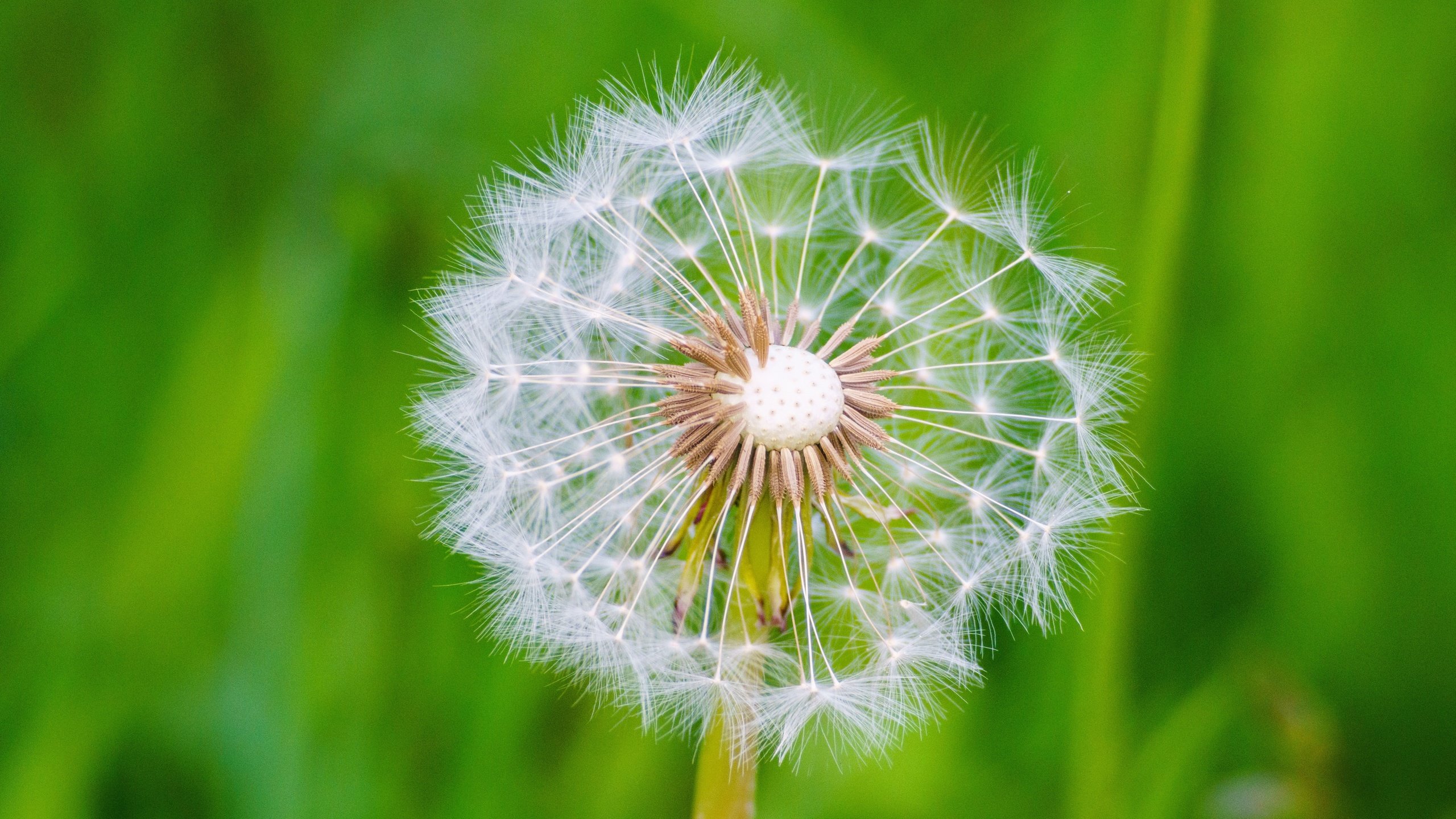 Обои макро, цветок, одуванчик, семена, пух, пушинки, былинки, macro, flower, dandelion, seeds, fluff, fuzzes, blade разрешение 6394x4261 Загрузить