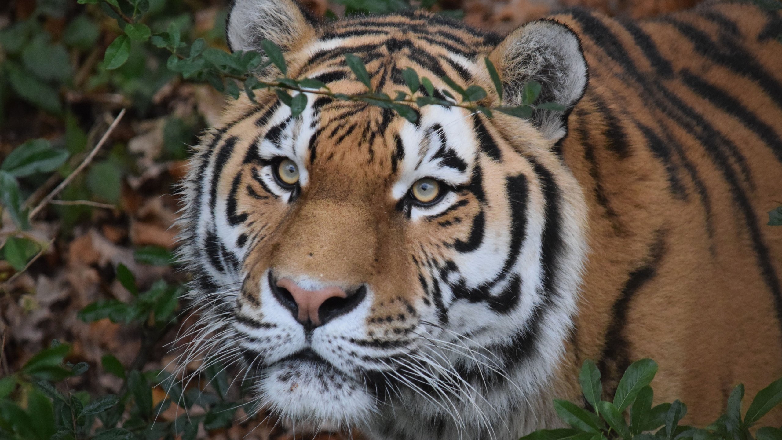 Обои тигр, морда, взгляд, хищник, дикая кошка, амурский тигр, tiger, face, look, predator, wild cat, the amur tiger разрешение 5116x3410 Загрузить