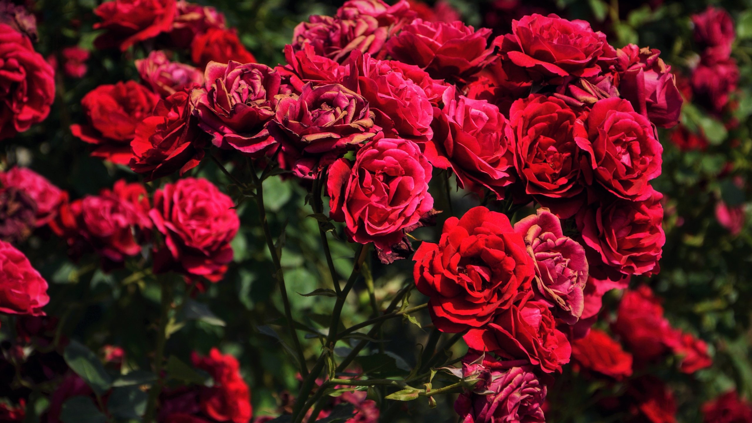 Обои цветы, бутоны, розы, красные, куст, flowers, buds, roses, red, bush разрешение 5427x3618 Загрузить