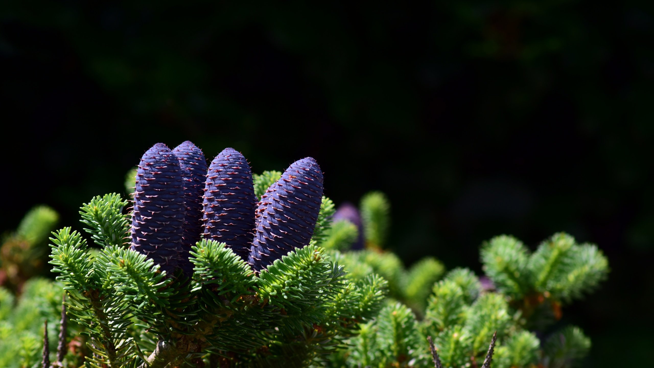 Обои природа, хвоя, ветки, шишки, nature, needles, branches, bumps разрешение 5992x3888 Загрузить