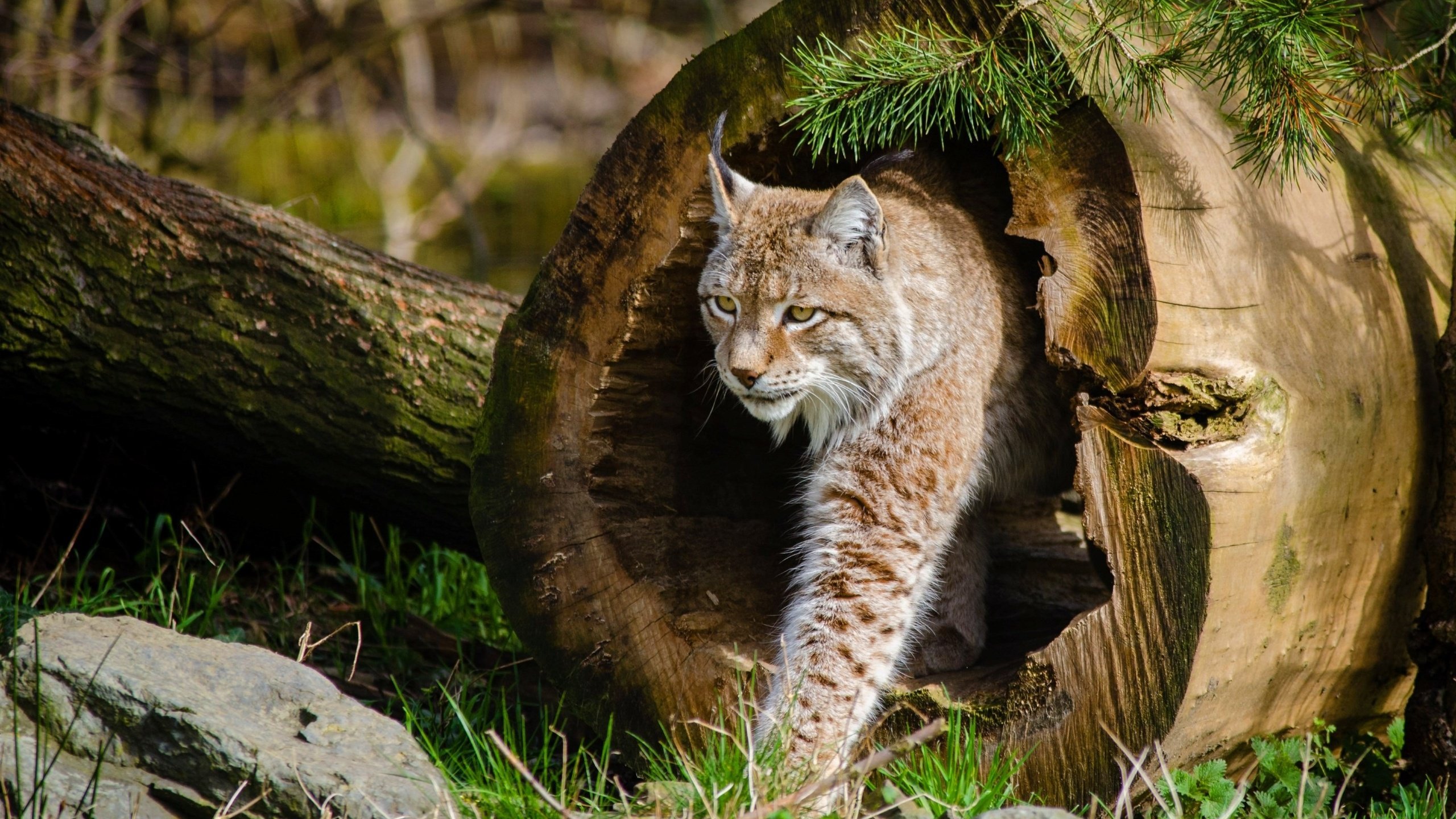 Обои дерево, рысь, кошка, tree, lynx, cat разрешение 2880x1800 Загрузить