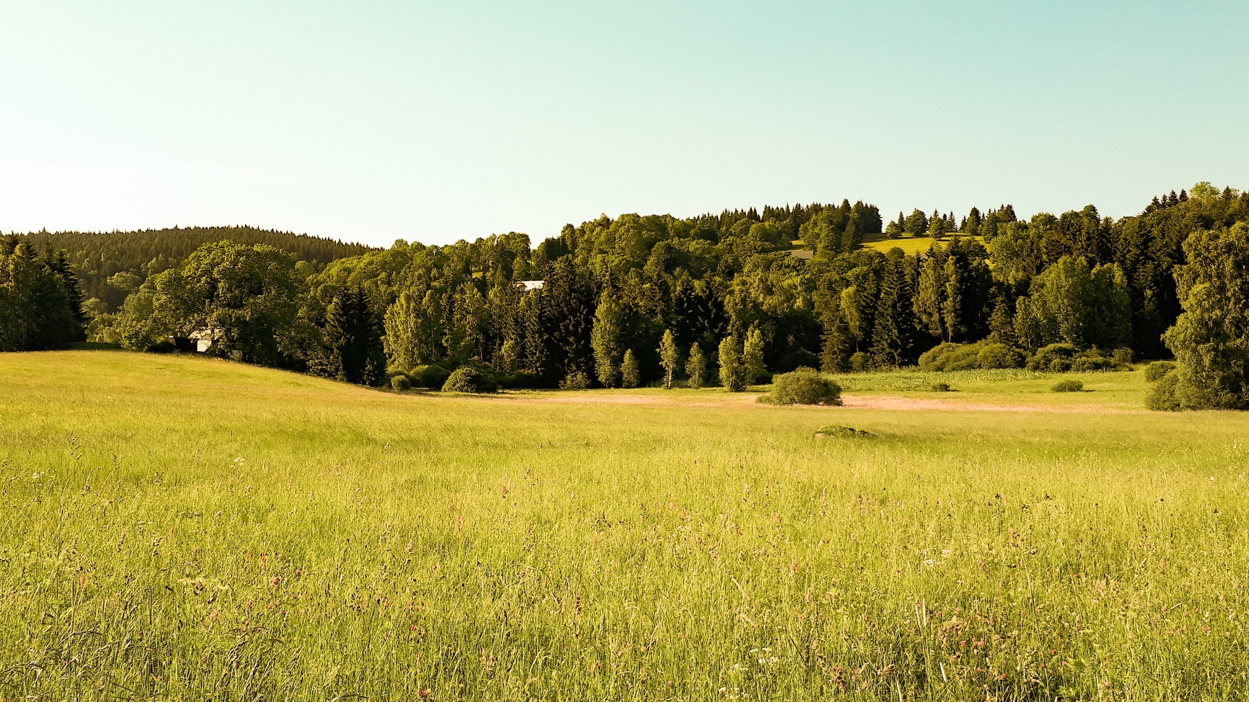 Обои деревья, лес, поле, trees, forest, field разрешение 3840x2118 Загрузить