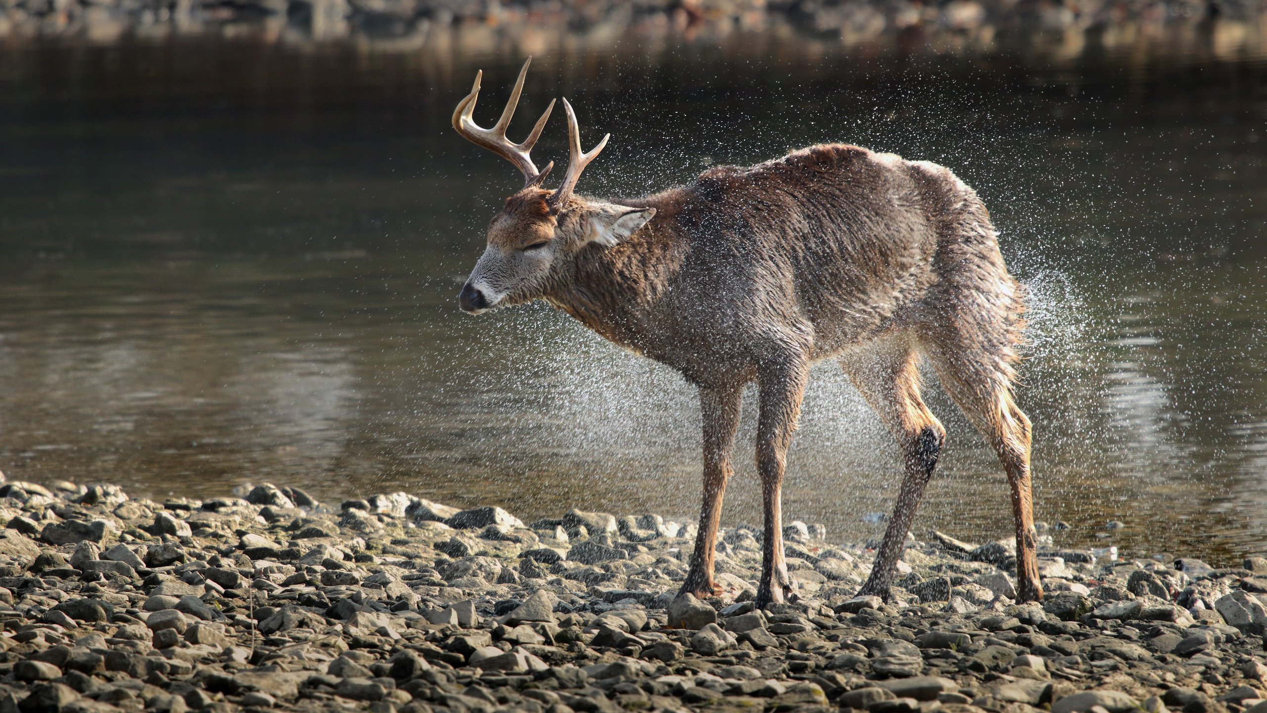 Обои вода, камни, олень, животное, рога, дикая природа, water, stones, deer, animal, horns, wildlife разрешение 5472x3648 Загрузить